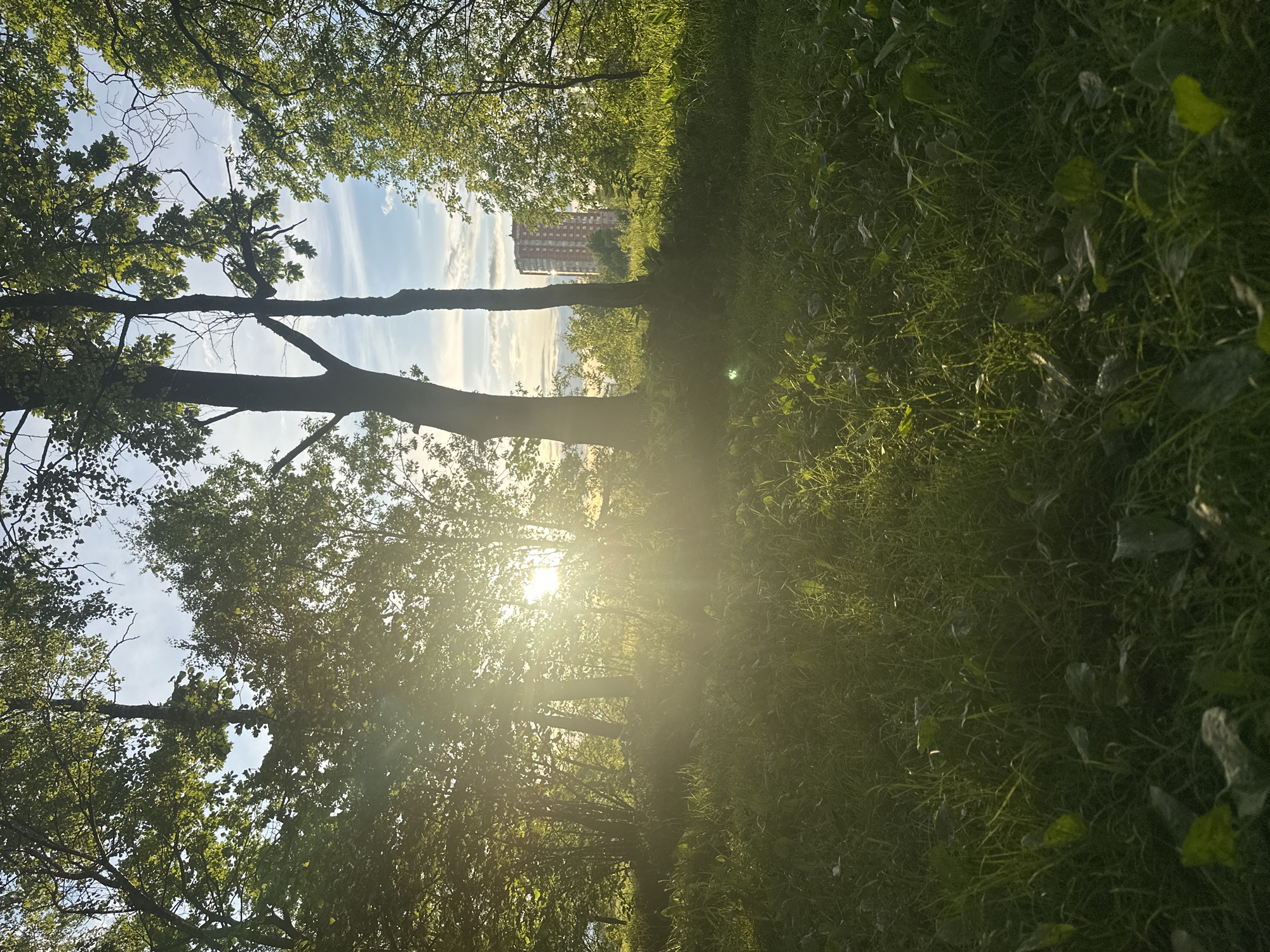 The image depicts a grassy area with trees, likely in a park or green space, with sunlight filtering through the foliage. A multi-story building is visible in the background. The location is Fryazino, Russia. There are no people visible. The scene appears to be a natural setting within an urban environment.