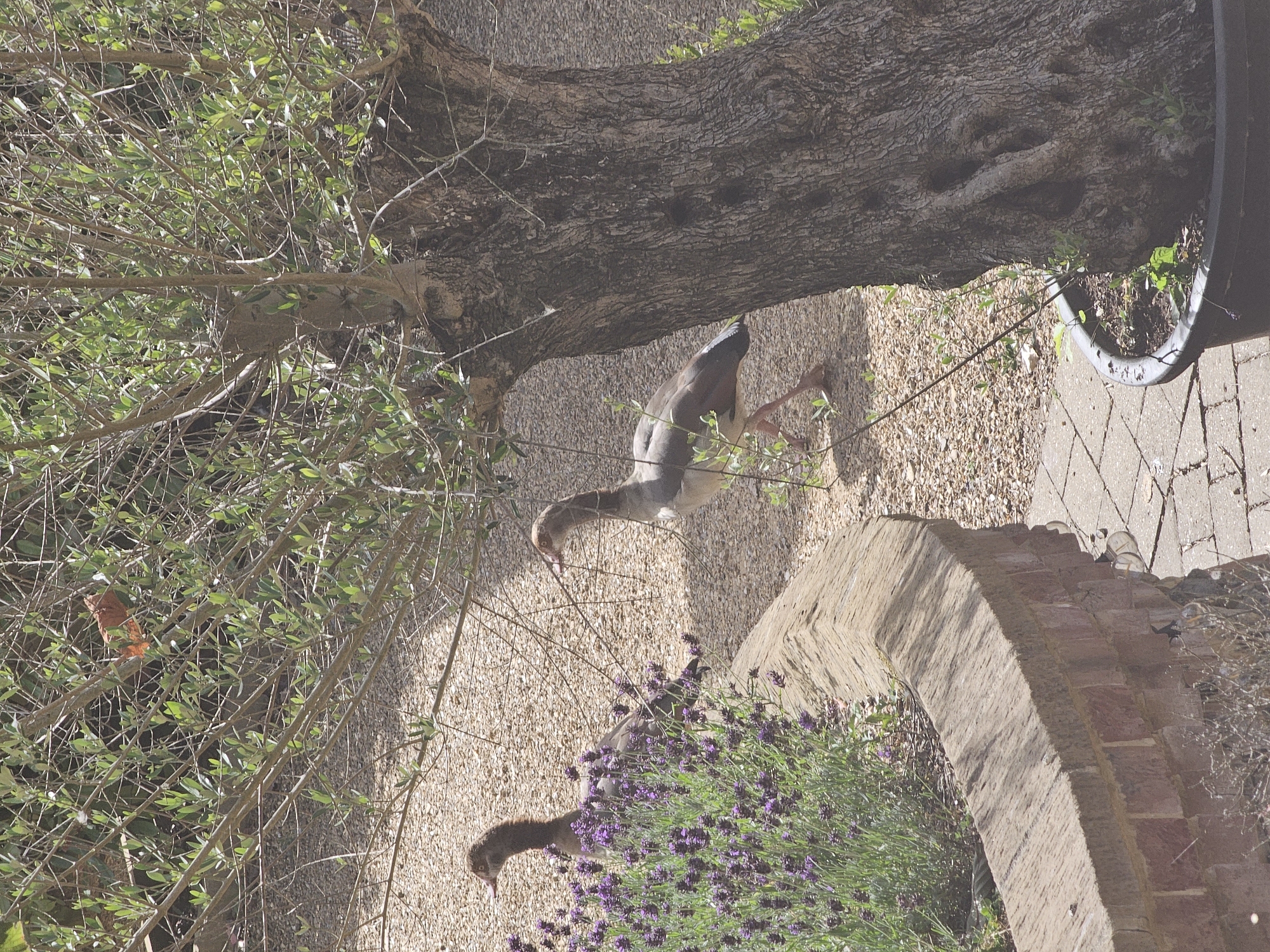 The image shows two Egyptian geese, also known as Alopochen aegyptiaca, walking on a gravel path next to a lavender bush and a large olive tree. One goose is partially obscured by the lavender, while the other is further down the path. The geese are light brown and gray with distinctive markings around their eyes. The olive tree has a thick, gnarled trunk and is in a dark pot. The environment appears to be a garden or courtyard, with a brick wall and paved pathway visible. The scene is lit by natural sunlight, casting shadows. The location is identified as Breckland District, United Kingdom.