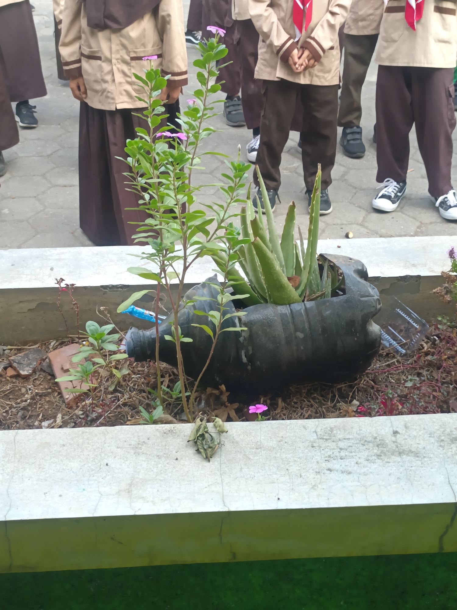 In the city of Sarimulyo, Indonesia, a group of students in uniforms stand in a schoolyard. The uniforms consist of tan shirts with brown trim, brown skirts or pants, and brown headscarves. Some students wear white sneakers with black laces, while others wear black sneakers. In the foreground, a planter made from a large black plastic bottle contains an aloe vera plant and smaller green plants with pink flowers. The planter sits in a concrete raised garden bed, which is filled with soil, dried leaves, and small pieces of brick. A blue plastic bottle and a clear plastic comb are visible in the planter. The background shows a paved area, likely part of the school grounds.