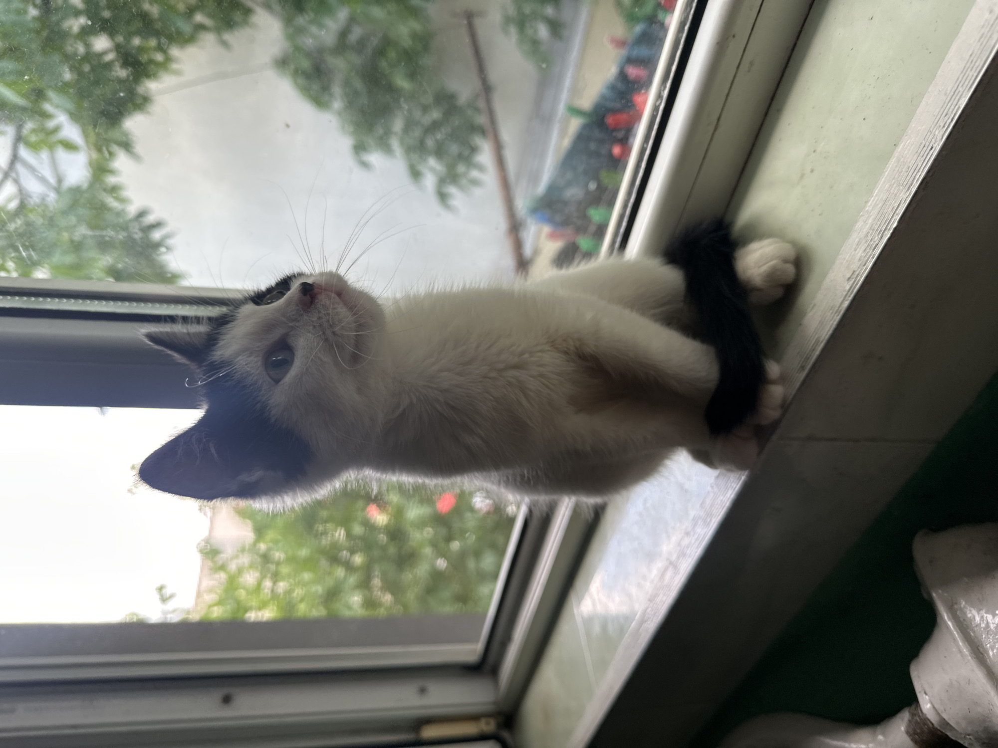 A black and white kitten sits on a windowsill in Comrat, Moldova. The kitten is facing to the right, looking out the window. The window overlooks a yard with trees. The kitten's paws are tucked beneath its body. The windowsill is white and appears to be made of plastic. There is some greenery on the wall below the windowsill.