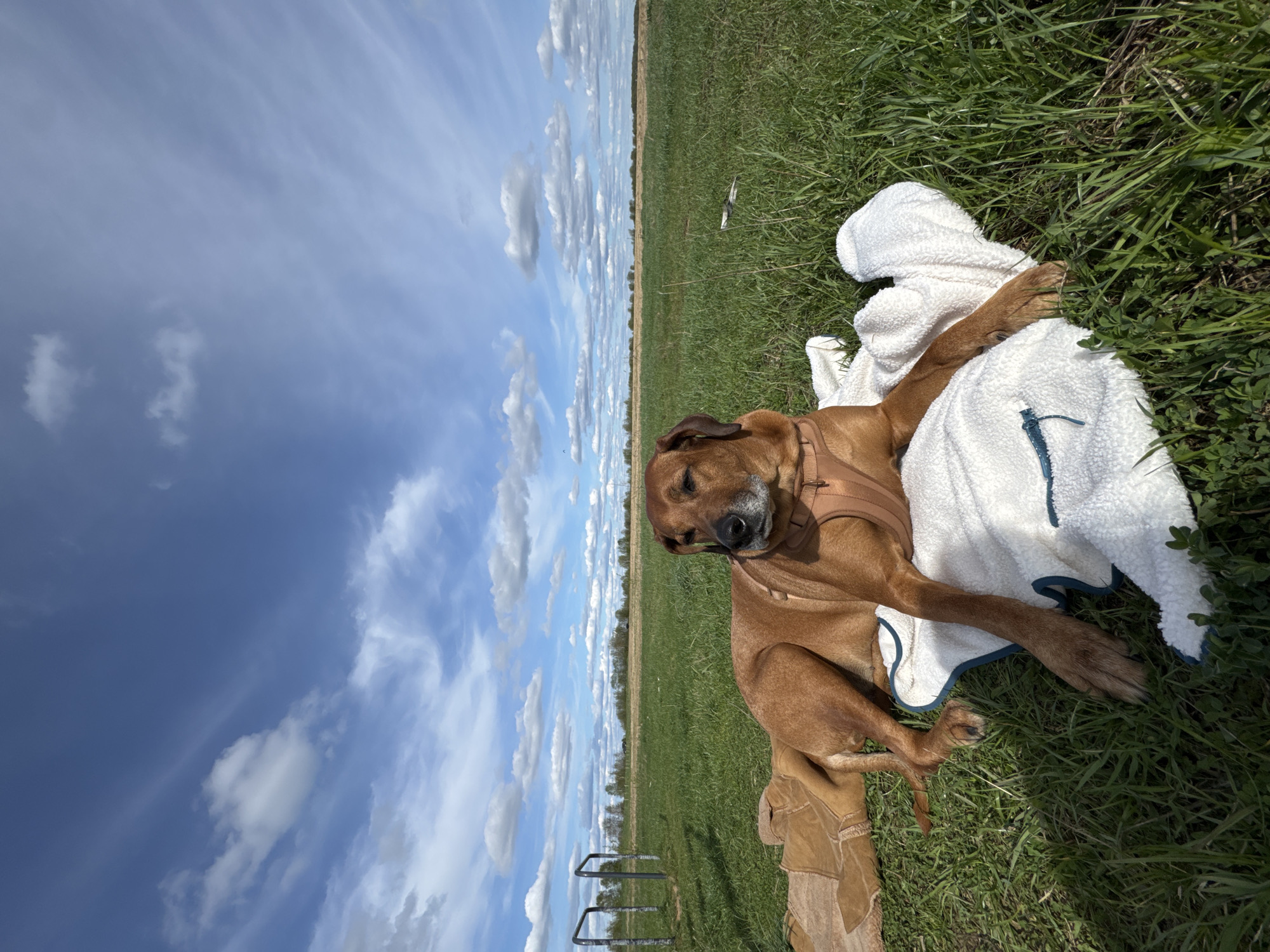 A reddish-brown dog lies on a white towel in a grassy field. The sky is blue with scattered white clouds. In the background, a line of trees marks the horizon. A metal structure sits near the bottom left of the frame. The location is Bol'shoye Kozino, Russia.