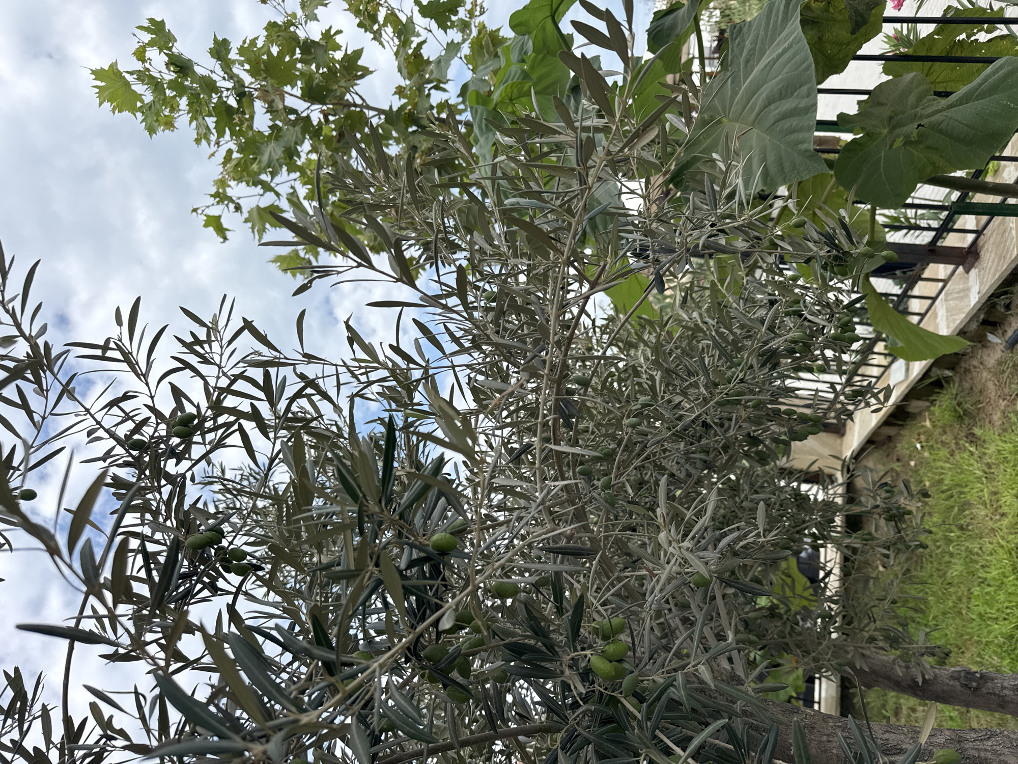 In the Sabunchu Raion of Azerbaijan, an olive tree with green olives is the primary subject. The tree is laden with small, unripe olives and its branches are densely packed with slender, silvery-green leaves. Behind the olive tree, another tree with broad, maple-like leaves is visible, its foliage a vibrant green. The background shows a cloudy sky with patches of blue. A low stone wall and a black metal fence run along the foreground, with patchy green grass growing behind the wall.