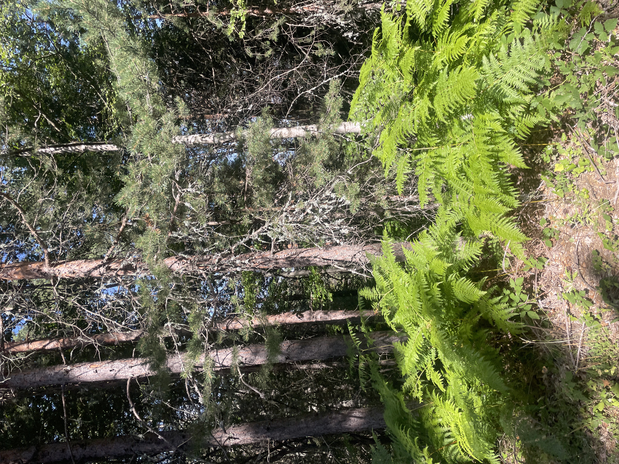 This is a photograph of a sun-dappled forest scene, featuring a dense undergrowth of vibrant green ferns in the foreground. Behind the ferns, the trunks of several tall pine trees rise, their bark textured and varied in color, ranging from light brown to dark grey. The trees are laden with pine needles and branches, some of which are bare and spindly, creating a somewhat wild and untamed appearance. The canopy of the forest is visible in the upper portion of the image, with sunlight filtering through the leaves and branches, casting shadows on the forest floor. The environment appears to be a natural forest setting, possibly in a park or a protected area. The image does not contain any people or discernible actions. The specific location in Starnitsa, Bulgaria, cannot be determined from the visual information provided in the image.