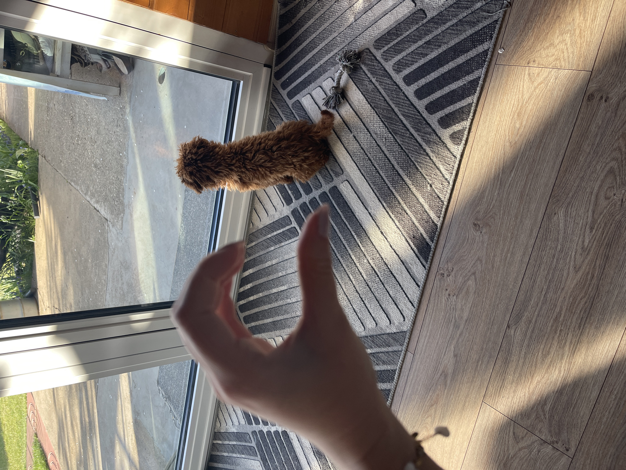 A high-angle indoor shot captures a small, fluffy brown dog, a person's hand, and interior flooring looking out through a glass door. The scene is illuminated by bright, directional sunlight, suggesting either morning or late afternoon.
In the foreground, a light-skinned hand is partially visible and slightly out of focus, with the thumb and index finger extended as if in a gesture. A bracelet or small charm is on the wrist.
To the right, a small, curly-haired brown dog, possibly a poodle mix, is lying or sitting on a patterned rug. The dog faces outwards, towards the glass door, its back towards the camera. Its tail is visible on the rug. The rug features a geometric pattern in shades of grey and white.
Beyond the rug, light-colored wooden laminate flooring extends to the right and bottom of the frame, also receiving the direct sunlight and showing shadows.
The glass door, framed in white, separates the interior from the exterior. Through the glass, an outdoor concrete area is visible. On the far left outside, some green plants or grass can be seen, and what appears to be a concrete curb or step. A white object, possibly a plastic bag, is visible on the concrete outside near the door. The overall impression is a peaceful domestic setting, likely in Sofia, Bulgaria, with a pet observing the outdoors on a sunny day. No visible text is present.
