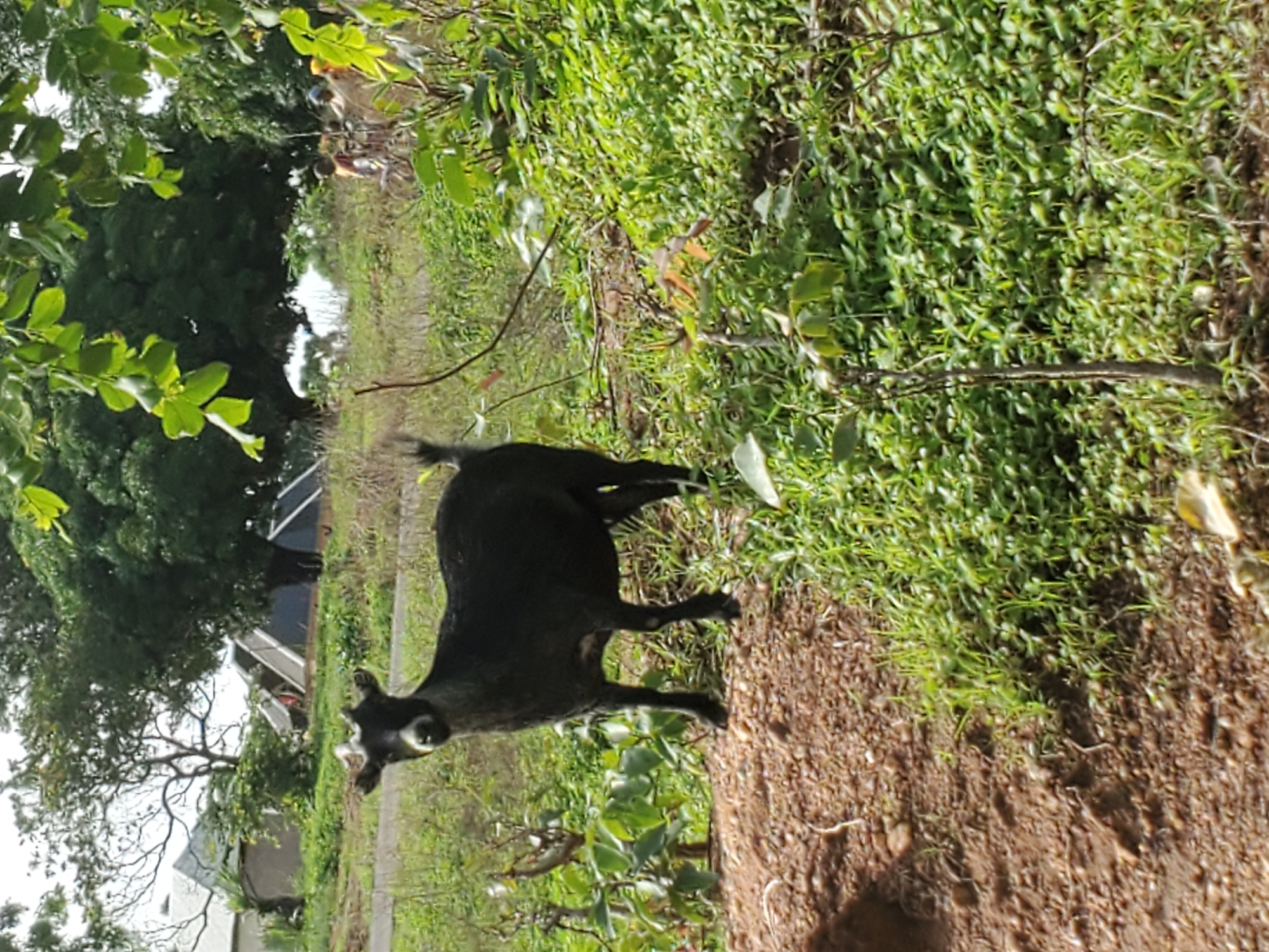 A black goat stands on a dirt path, amidst lush green vegetation. In the background, structures resembling buildings are visible, partially obscured by trees and foliage. The scene suggests a semi-rural environment within or near the city of Mararaba, Nigeria.