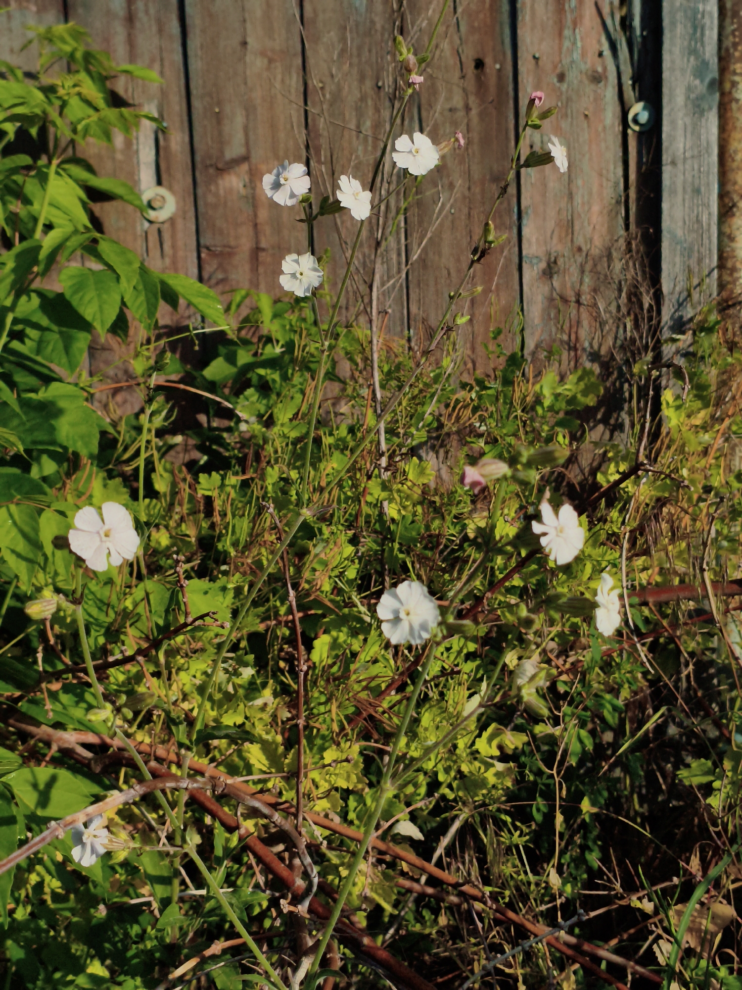 In Ustyvytsia, Ukraine, this image captures a close-up view of a patch of wild white flowers with delicate petals. The flowers are situated amidst green foliage and dry, brown branches, suggesting a natural or overgrown setting. In the background, a weathered wooden fence, composed of vertical planks, provides a rustic backdrop. The fence shows signs of age, with visible grain and some discoloration. The lighting suggests a sunny day, casting shadows and highlighting the textures of the plants and wood. There are no people or animals visible in the scene.