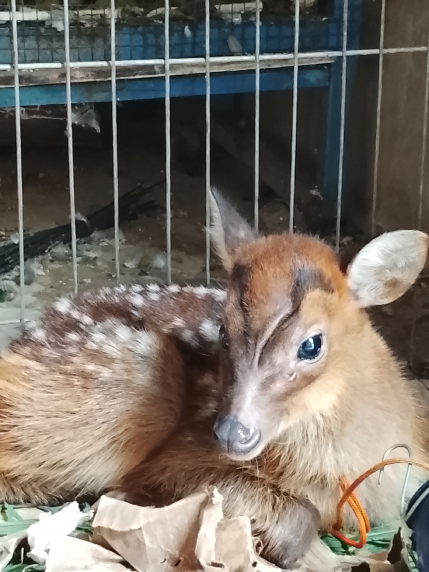 A fawn lies on a bed of green leaves and crumpled paper inside a wire enclosure. The fawn is light brown with white spots on its back and is facing towards the right side of the image, looking directly at the camera with large blue eyes. Its ears are pointed upwards, and its head is slightly tilted. An orange string is visible around its neck. The enclosure appears to be a cage with metal bars and blue shelving in the background. The floor of the enclosure is covered in dirt and debris.