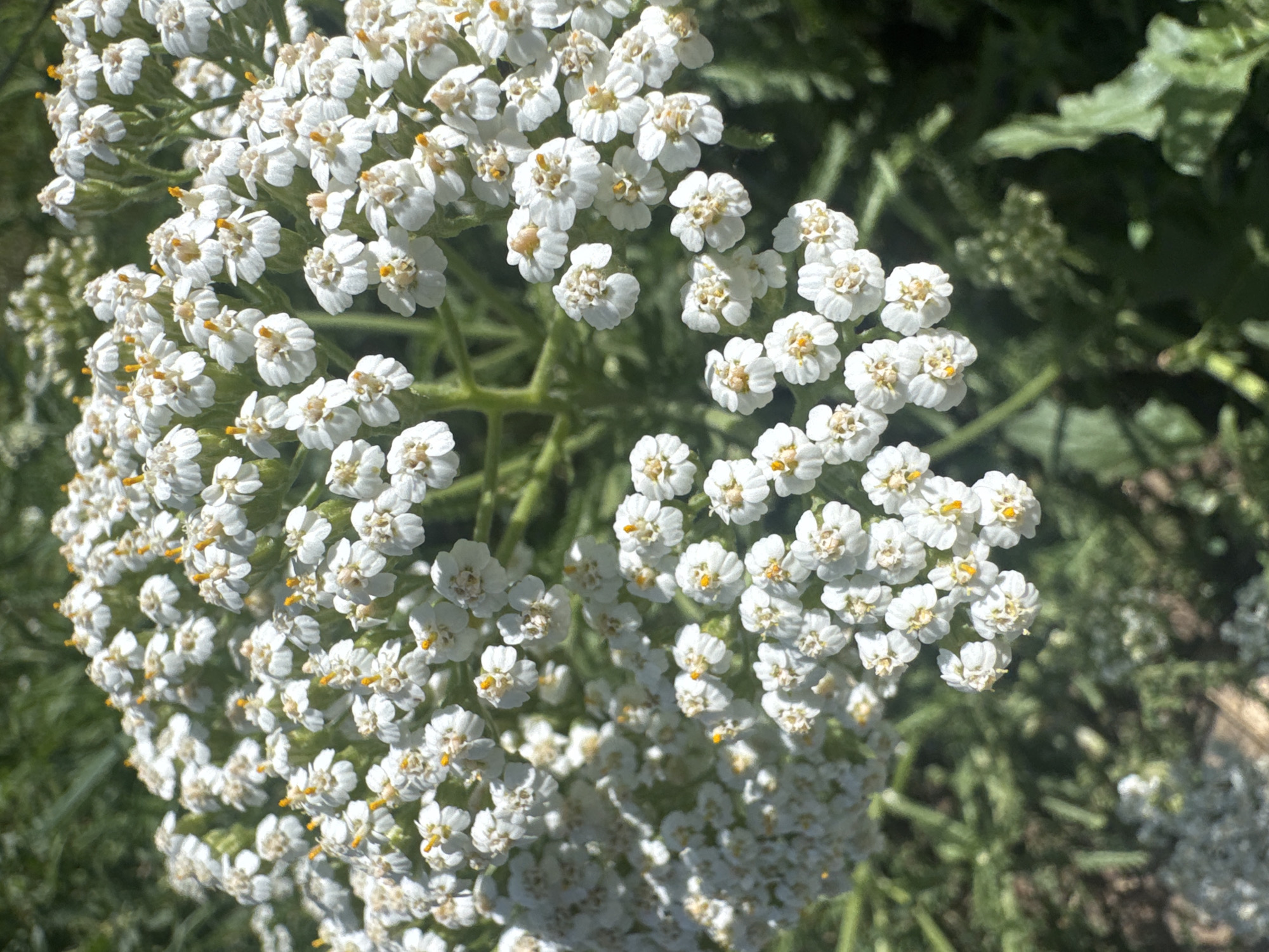The image shows a close-up, overhead view of a cluster of white yarrow flowers. The flowers are small and delicate, with white petals surrounding a yellow center. They are densely packed together, forming a broad, flat-topped inflorescence. The background is a blur of green foliage, suggesting that the flowers are growing outdoors. There are no people or animals visible in the image. The lighting suggests it is daytime, with sunlight illuminating the flowers from above. The scene appears to be in a natural or semi-natural outdoor setting, possibly a garden or a meadow. Without specific information about the location within Tolyatti, Russia, a more precise environmental description is not possible, but it is likely a green space within the city.