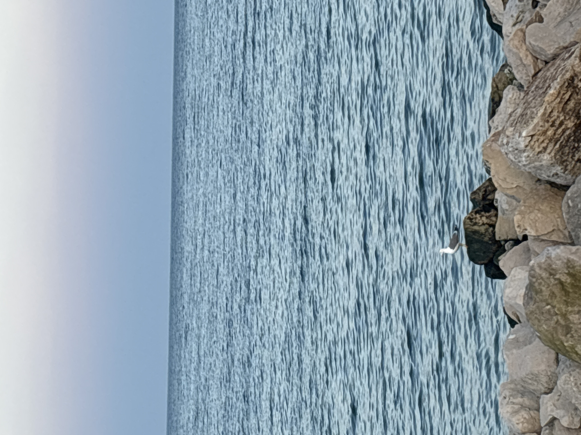 The image shows a scene with a body of water extending to the horizon, a rocky shoreline on the right, and a seagull perched on the rocks. The water is a pale blue color with small ripples across its surface. The rocks are a mix of gray and brown tones. The seagull is mostly white with dark markings. The sky is a light blue color. The location is not specified but can be inferred to be a waterfront area in the city of Unknown, Unknown.