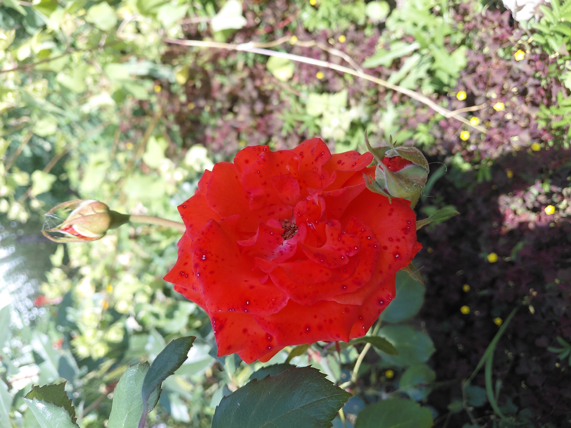A close-up, eye-level shot shows a vibrant red rose in full bloom, its petals speckled with small, lighter red dots. The rose is the central focus, positioned in the lower left quadrant of the image. To the upper right of the rose, a rosebud is partially unfurled, its sepals a pale green with hints of red. Below the blooming rose, another smaller bud is visible, tightly closed. Lush green leaves frame the rose and its buds, with some leaves showing serrated edges. The background is a soft blur of greenery and other plants, suggesting a garden setting. In the distance, small yellow flowers are scattered amongst the foliage and dark, rich soil. The overall lighting is natural and appears to be from sunlight, creating a bright and cheerful atmosphere. The location is identified as Malinovka, Russia.