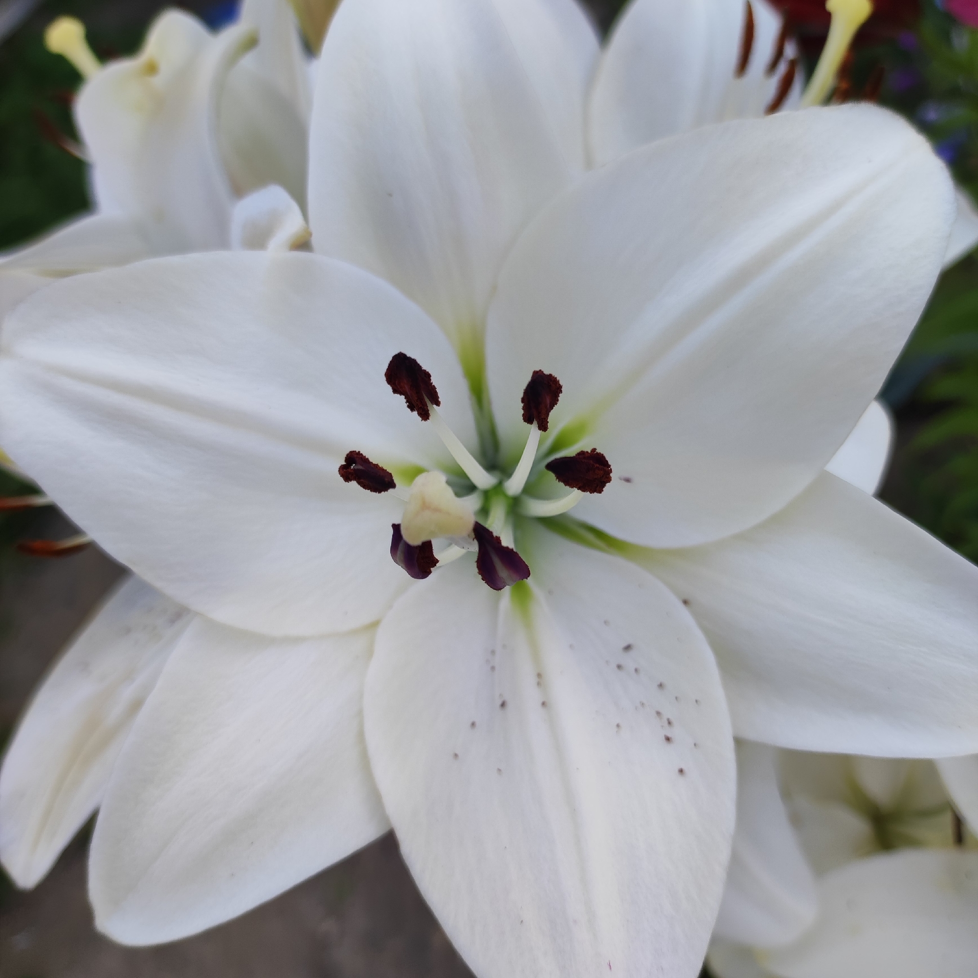 A close-up, high-angle shot captures the intricate details of a white lily bloom. The flower's petals are broad and slightly curved, with subtle texture visible. In the center of the bloom, the pistil and stamens are prominent. The pistil is a pale yellowish-white, while the stamens are tipped with dark reddish-brown anthers. The background is softly blurred, with hints of green foliage and what appears to be a dark, earthy surface, possibly soil. The lighting is even, highlighting the delicate structure of the flower. This image was taken in Navoloki, Russia.