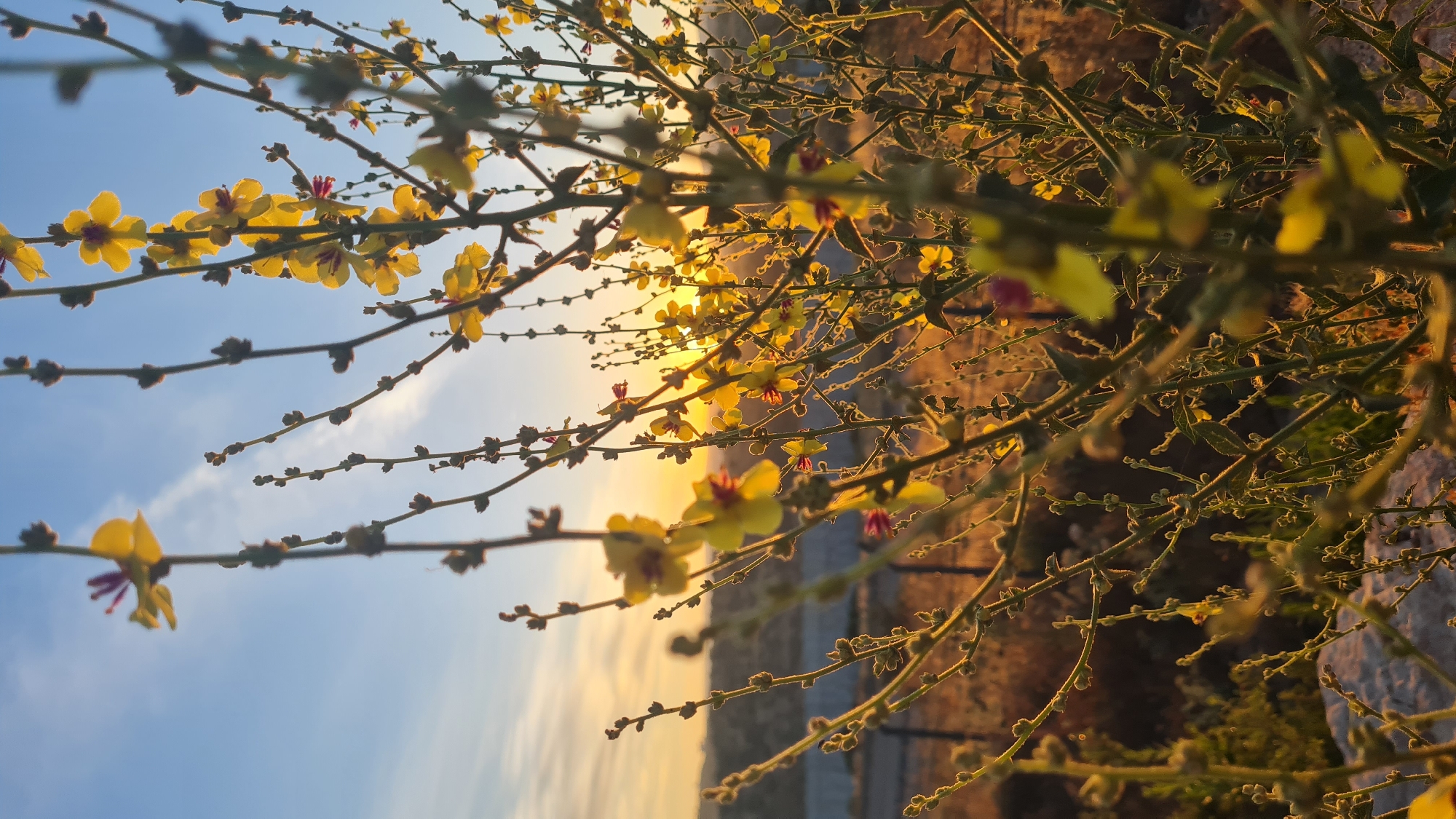 The image captures a close-up view of a flowering plant, possibly a shrub or small tree, with small yellow flowers. The flowers feature a reddish-purple center. The branches of the plant are thin and somewhat bare, with numerous small buds. The background displays a gradient sky, transitioning from a light blue at the bottom to a warm golden hue near the horizon. The scene is illuminated by the setting sun, which can be seen through the branches, creating a backlit effect. The location is likely within the Lachish Regional Council, Israel, as indicated in the prompt. The environment appears to be arid or semi-arid, suggested by the sparse foliage. There are no people visible in the image.