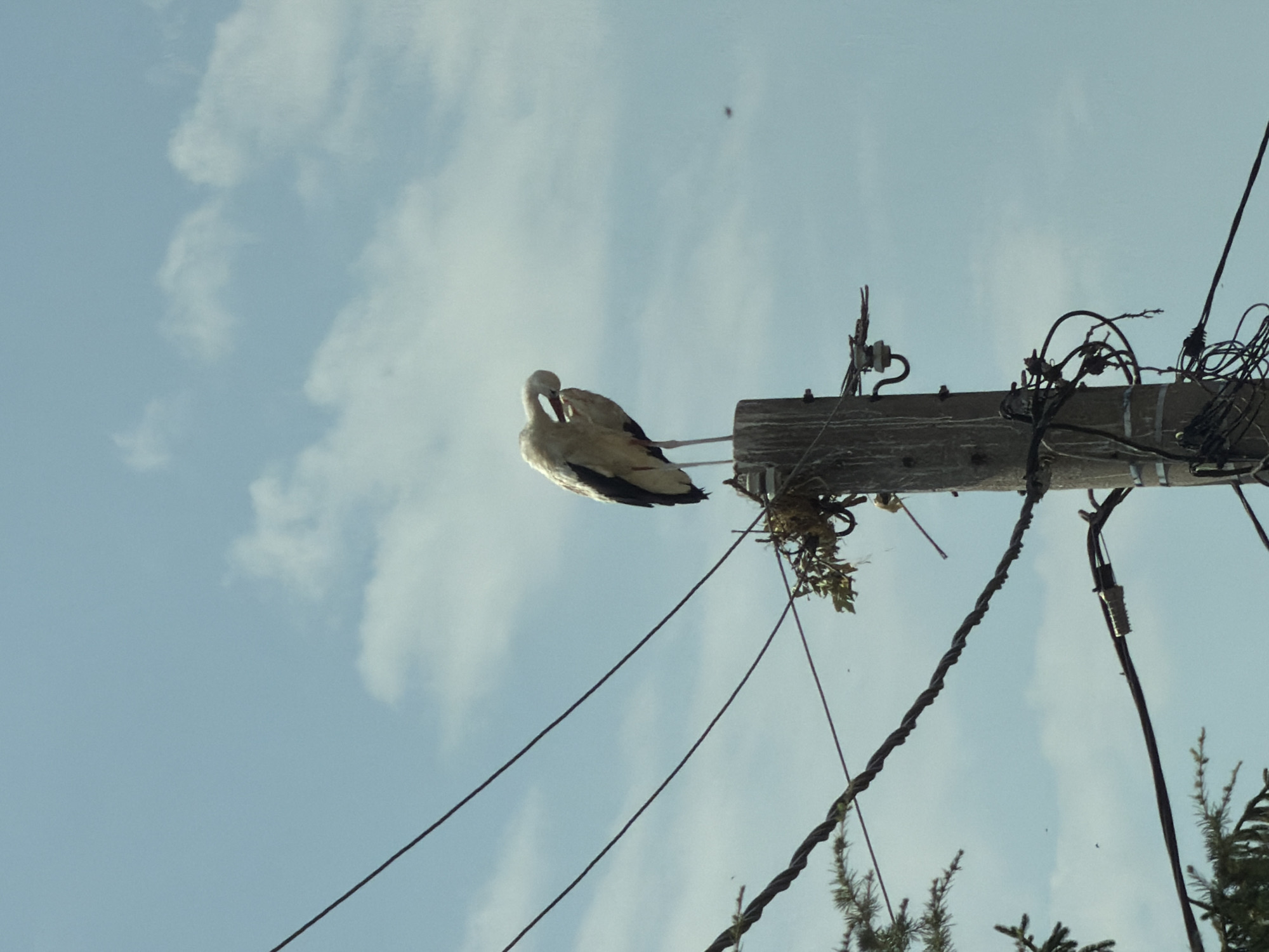 A white and black stork stands on top of a wooden utility pole, preening its feathers, in Kozanovo, Bulgaria. The stork is positioned in the center of the frame, with its neck curved downwards, tucking its beak into its body. The utility pole is weathered and has several wires attached to it, including power lines and what appears to be a coaxial cable. A small nest, made of twigs and leaves, is visible on a crossbar attached to the pole, just below the stork. The sky is a pale blue with scattered white clouds. The lower portion of the image shows some greenery, possibly tree branches, encroaching from the left side of the frame. The overall scene suggests a rural or suburban environment.