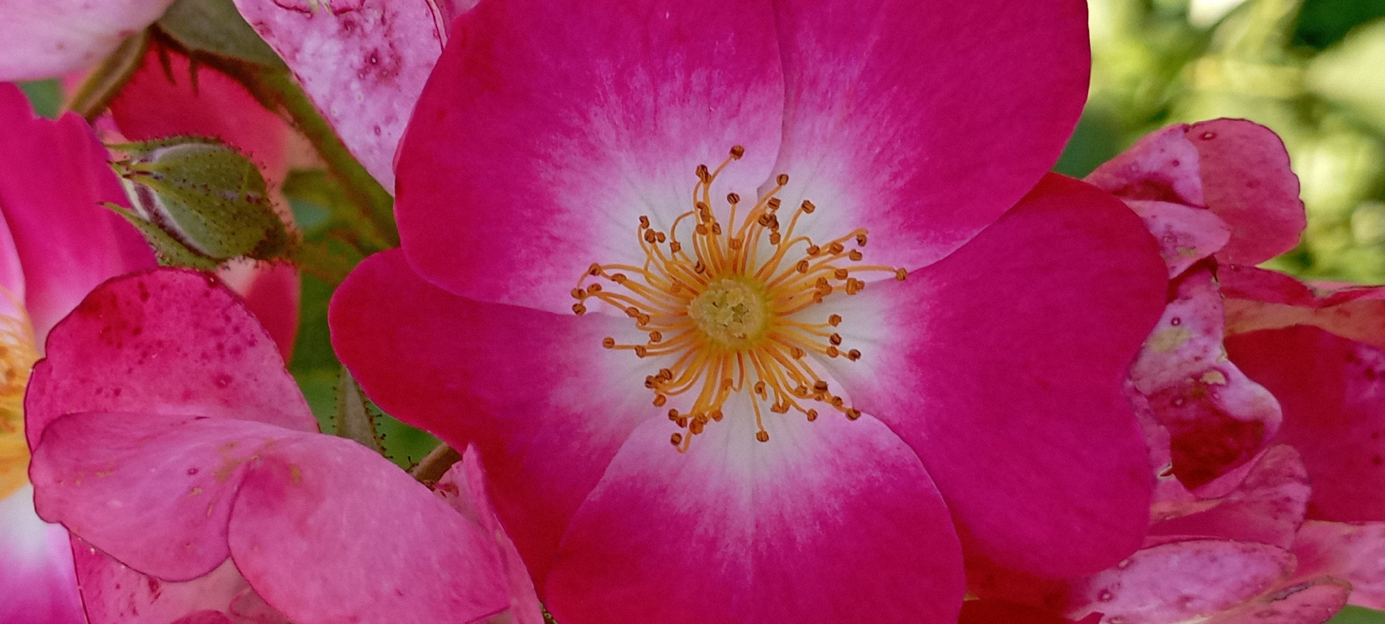 This is a close-up, vertical photograph of a vibrant pink and white rose in bloom. The center of the flower features a cluster of yellow stamens with brown tips, radiating outwards. The petals transition from a deep pink at the edges to a bright white towards the center. There are other pink petals and a green rosebud visible in the background. The image is focused on the intricate details of the rose's anatomy. The location is identified as Radisne, Ukraine, but the photograph itself does not contain any visual cues that would specify this location.