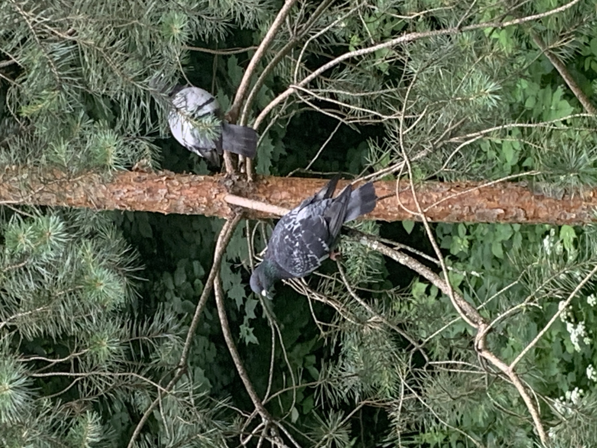 Two pigeons are perched on the branches of a pine tree. One pigeon is on the left, facing right, and the other is on the right, facing left. The tree is in a natural setting with green foliage in the background.