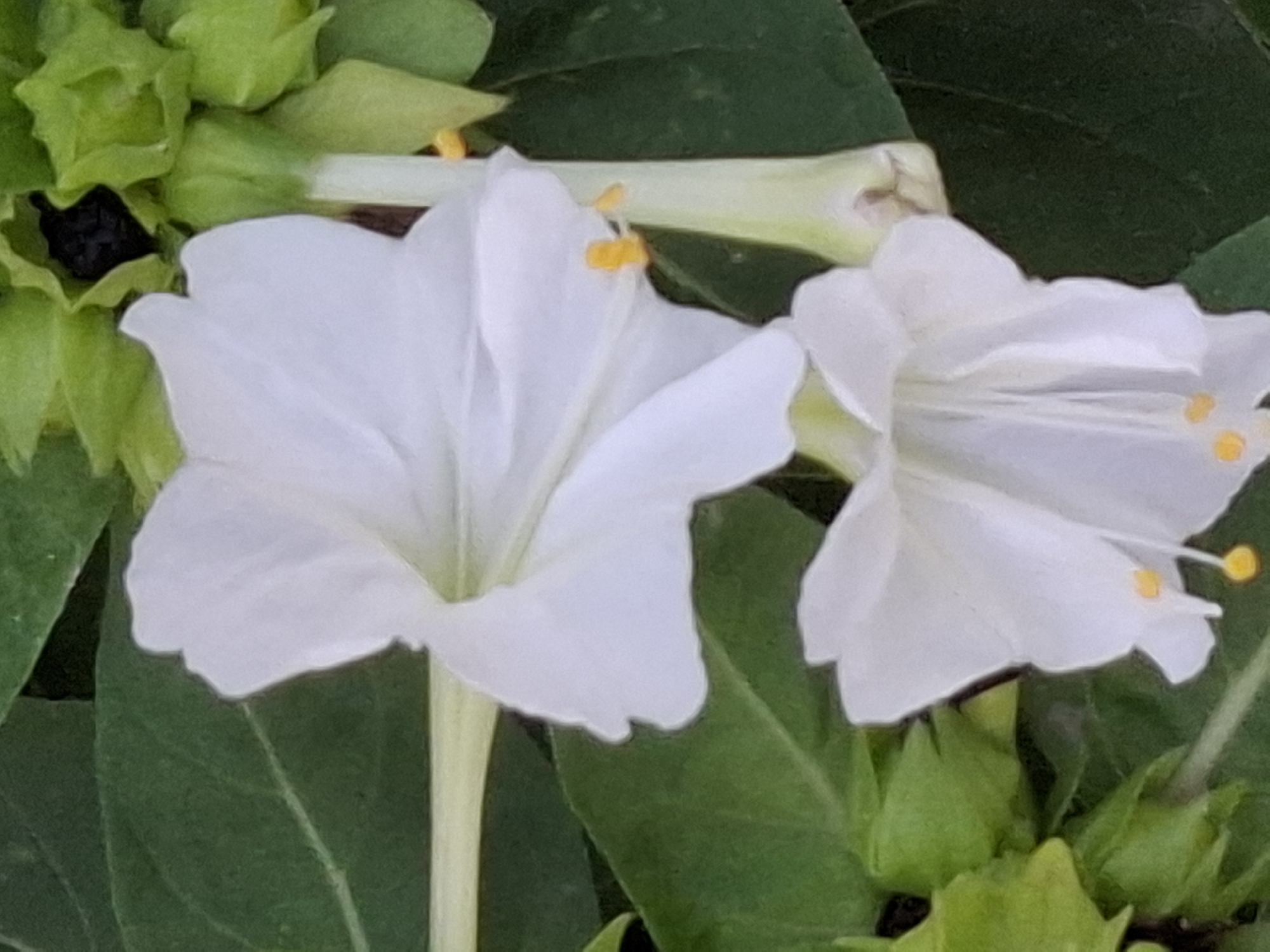 The image shows a close-up of two white flowers with yellow stamen against a background of green leaves and unopened green flower buds. The flowers appear to be Mirabilis jalapa, commonly known as the four o'clock flower, which is native to the Americas but widely cultivated. There is no information in the image to suggest a specific location within the city of Almaty, Kazakhstan. The scene is purely botanical.