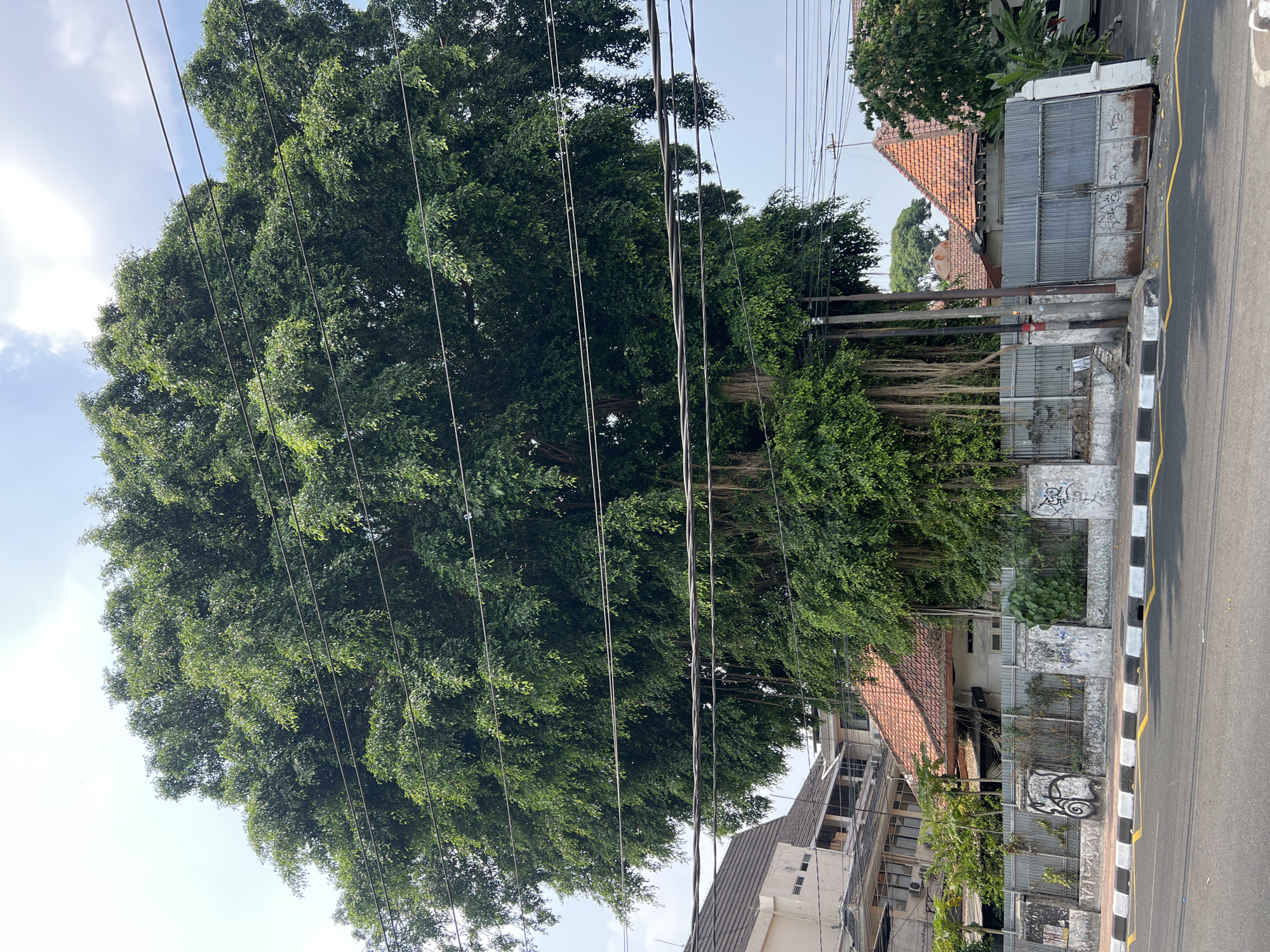 The image depicts a massive banyan tree dominating the foreground, with its aerial roots hanging down. Power lines are strung across the frame, obscuring parts of the tree and the sky. Behind the tree, a residential area is visible, characterized by tiled roofs, concrete fences, and some buildings. There is graffiti on the fence posts and the metal gate. The scene appears to be on a street with a paved road and a sidewalk. The overall impression is of an old, established tree in an urban environment, likely in a tropical or subtropical climate given the lush greenery. Based on visual cues and its known location, this banyan tree is situated in the city of Yogyakarta, Indonesia, specifically at the intersection of Jalan Sultan Agung and Jalan Gatot Subroto, near the Museum Sonobudoyo.