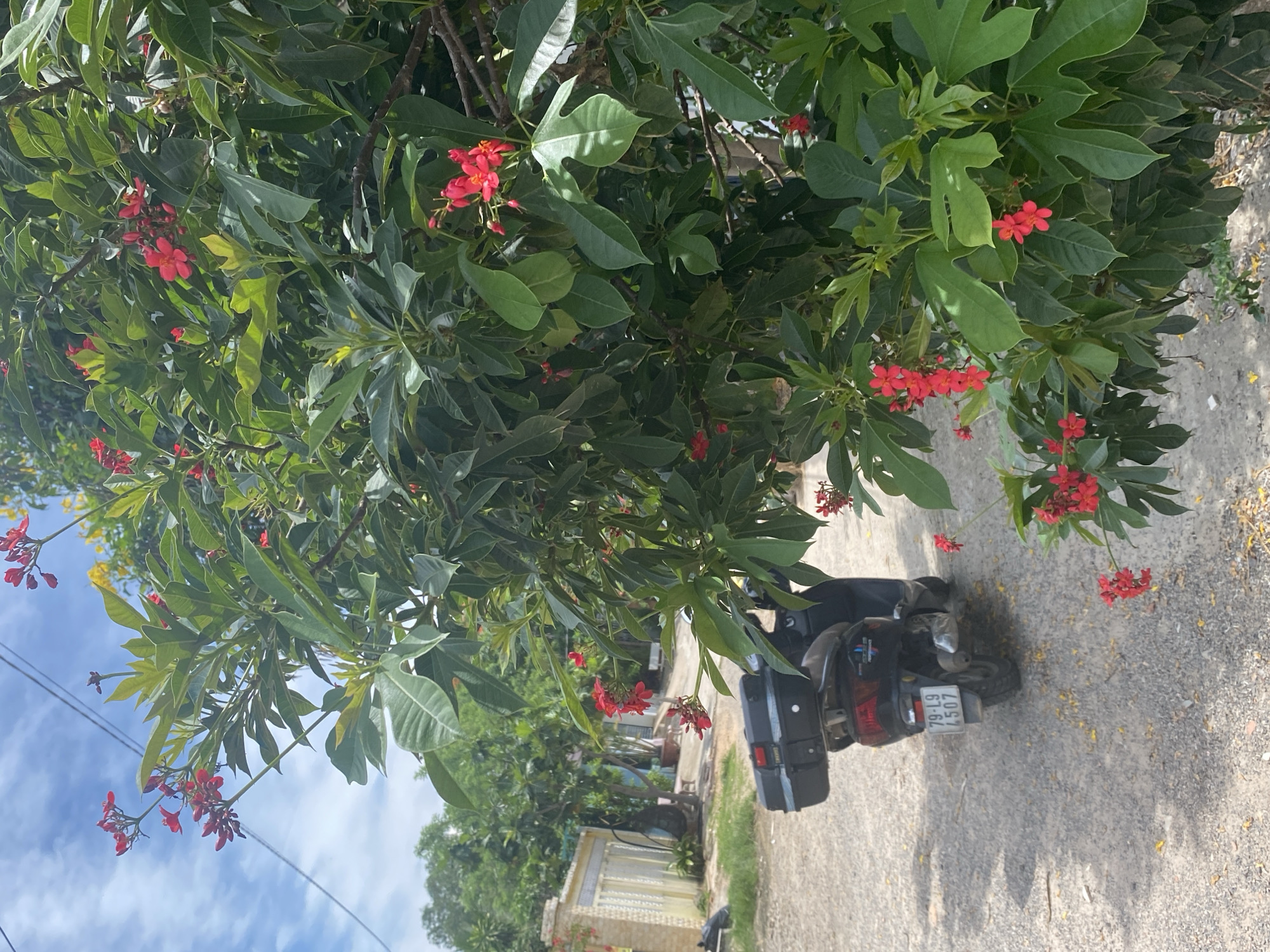 A black scooter is parked on a dirt road in Mũi Né, Vietnam. The scooter has a black storage box on the back and a license plate that reads "79-L9 4507". A tree with red flowers and green leaves is in the foreground, partially obscuring the scooter. In the background, there is a building with a yellow facade and a tiled roof, surrounded by lush green trees. The sky is blue with scattered clouds.