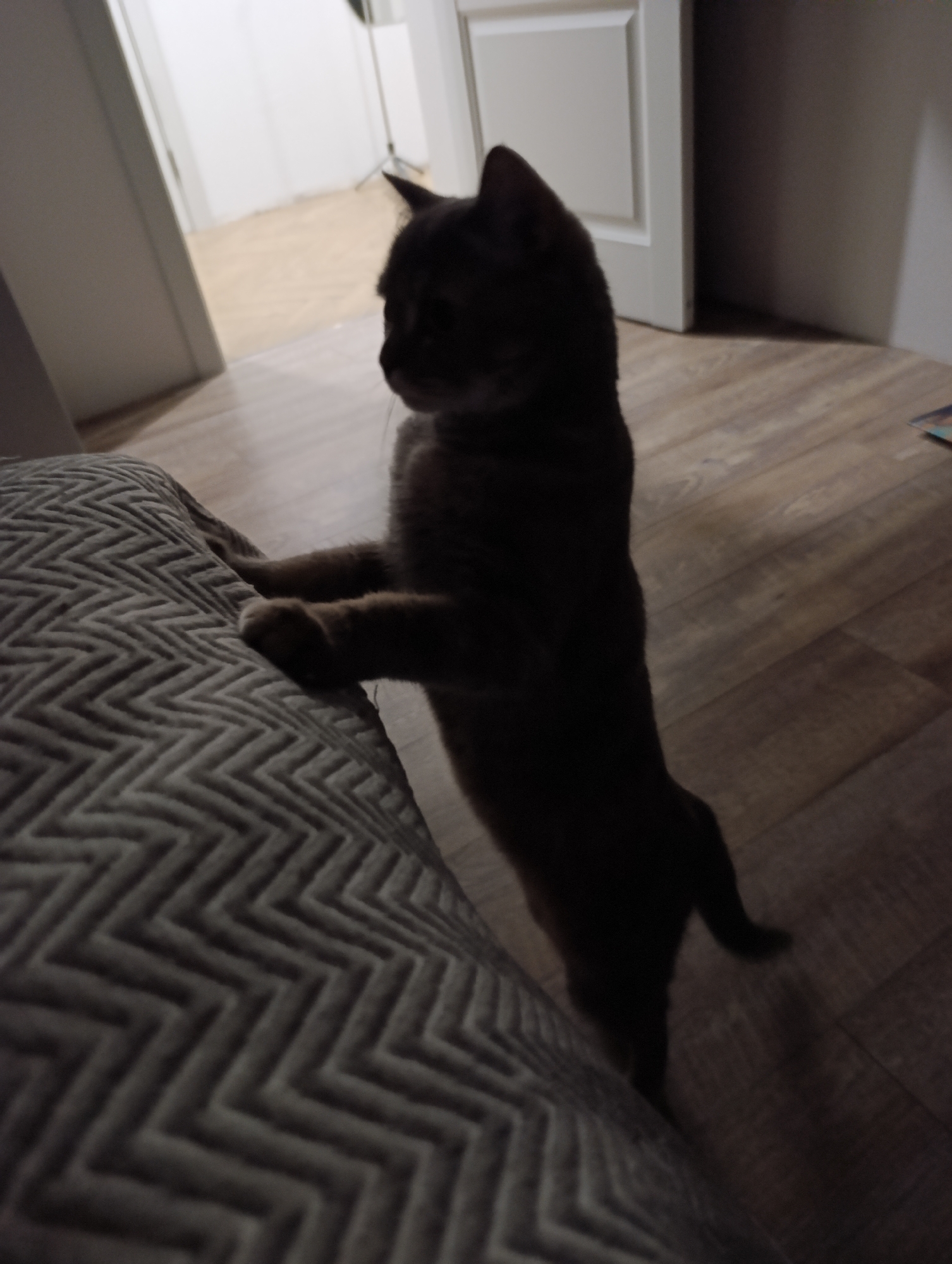 A dark, out-of-focus image shows a cat standing on its hind legs, with its front paws resting on a grey cushion with a zig-zag pattern. The cat appears to be looking to the left. The background includes a wooden floor, a partially visible white door, and a glimpse into another room. The location of the image is not evident from the image itself. There is no information related to the city of Chaikovsky, Russia, within the context of the image.