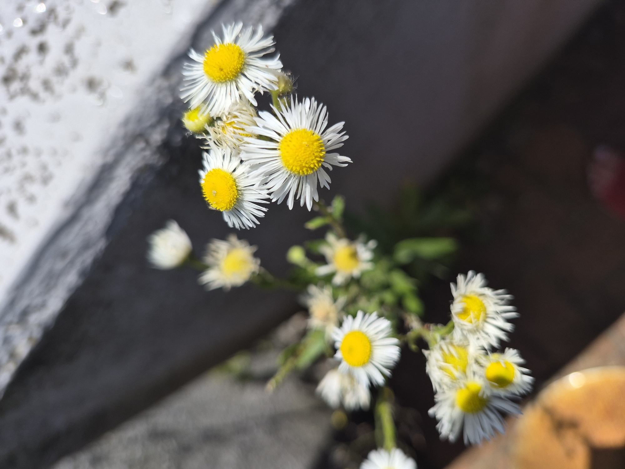 In an outdoor urban setting, a cluster of small daisy-like flowers with yellow centers and white petals are in focus, growing in a crack or crevice. Some of the flowers are in sharp focus, showing the delicate white ray florets and the textured yellow disc florets. The background is blurred, with a dark, rough surface that appears to be a concrete or stone structure, possibly a wall or ledge. Sunlight highlights the petals and centers of the flowers, creating small reflections. The overall impression is a resilient bloom emerging in an uncultivated urban environment.