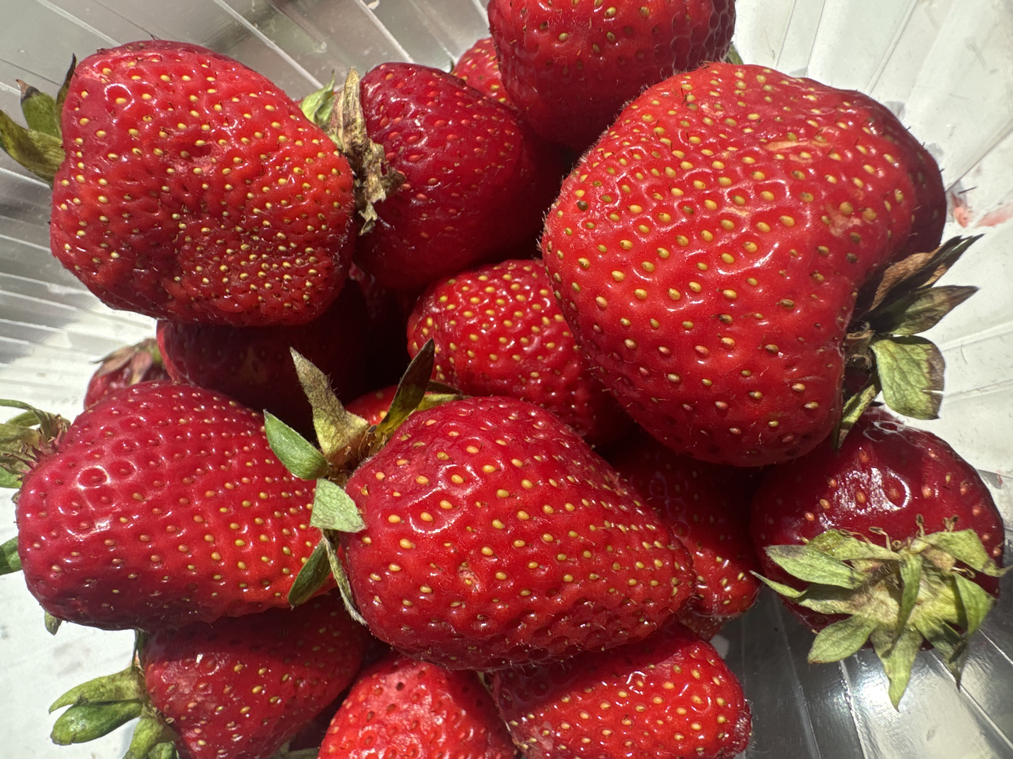 A close-up, overhead shot captures a collection of ripe strawberries, filling the frame of a clear plastic container. The strawberries are a vibrant red, with tiny yellow seeds dotting their surfaces, and some have visible green stems and leaves. The lighting appears bright, casting subtle highlights on the glossy skin of the fruit and creating some shadows within the container. The textured surface of the plastic container is visible in the background, suggesting it's a common fruit storage bin. There is no text visible in the image.