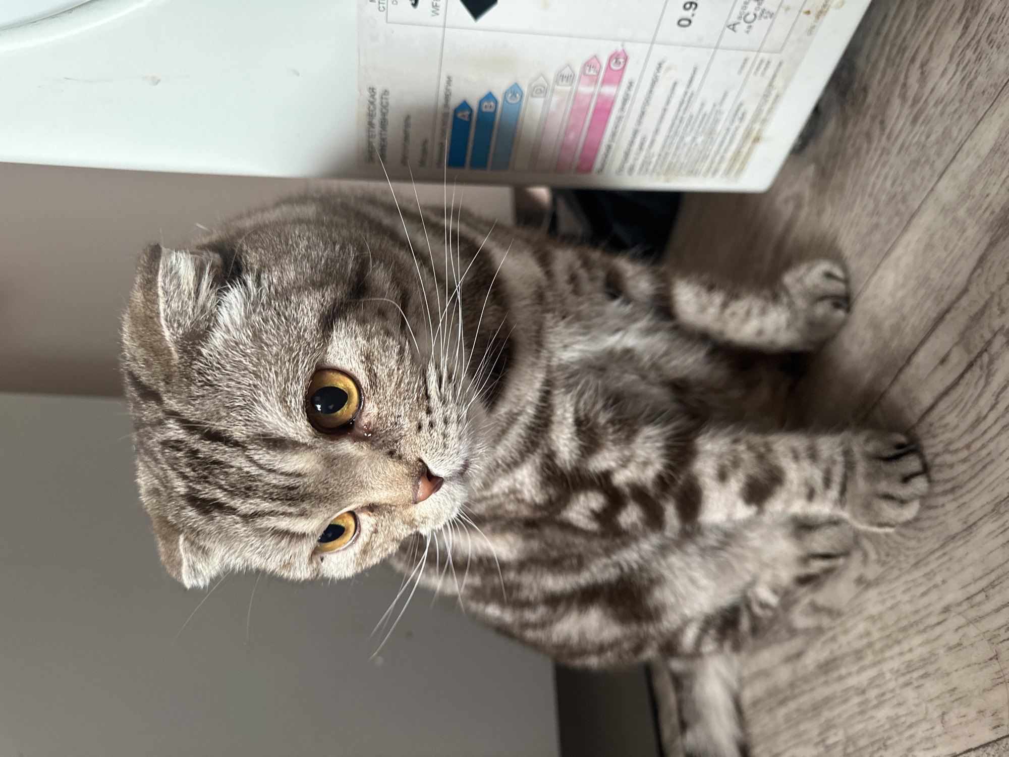 A Scottish Fold cat sits on a wooden floor next to a white appliance or cabinet. The cat has grey and brown tabby markings and yellow eyes. The appliance has an energy rating label on its side, with colored bars indicating energy efficiency. The location is Unknown, Unknown.