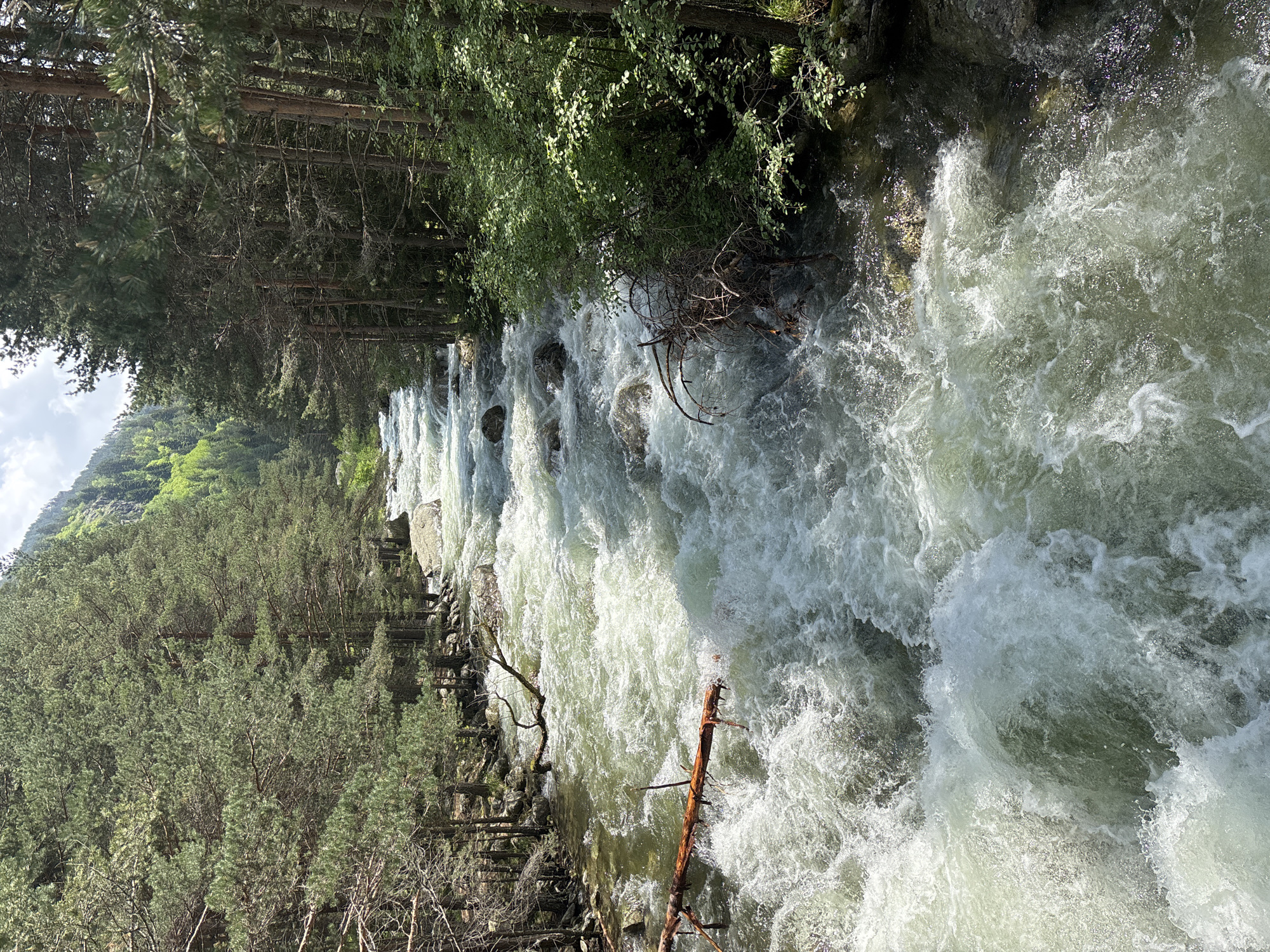 The image depicts a detailed view of the Beli Iskar River in Beli Iskar, Bulgaria, flowing through a forested mountain valley. The river, centrally positioned, exhibits significant turbulence with numerous white rapids and visible submerged rocks. The water itself has a greenish tint. Several fallen tree branches are partially submerged in the current on both the left and right sides of the river. Both river banks are densely forested with mature coniferous trees, primarily pines, displaying varied shades of green foliage under natural sunlight. On the right bank, closer to the water, additional smaller green bushes are present. In the upper-left background, a steep mountain slope covered in lush green vegetation is visible beneath a partly cloudy sky. The scene is brightly illuminated by daylight. No human subjects, animals, or artificial structures are present.