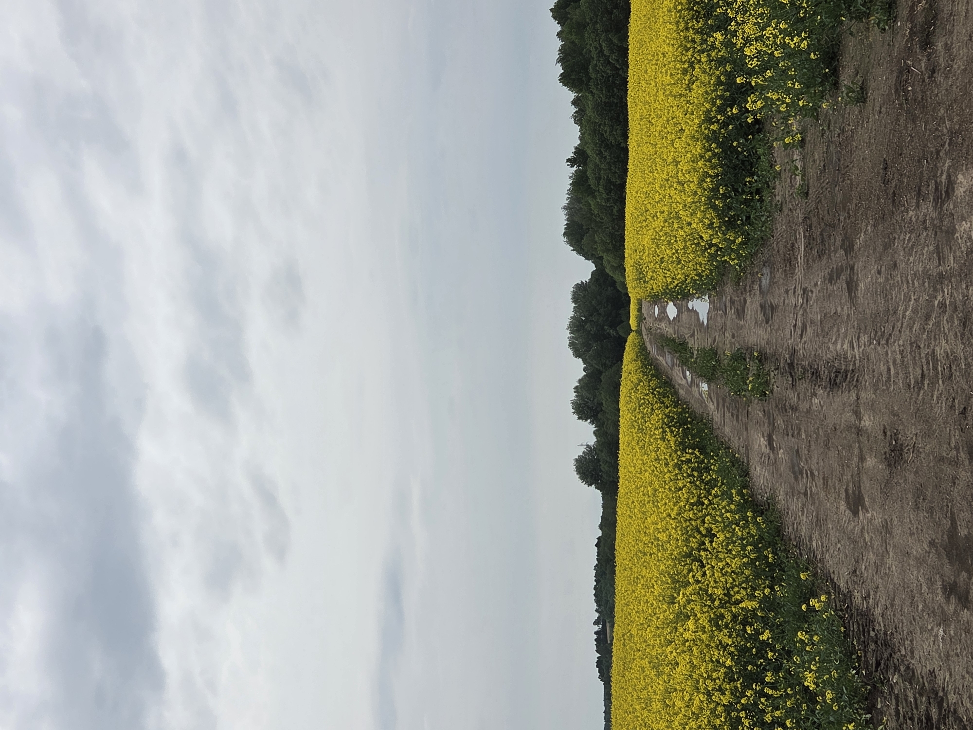 A landscape photograph shows a field of bright yellow flowering plants alongside a dirt path, under a cloudy sky. The field extends along the right side of the frame, bordered by dark green trees in the background. A dirt path with puddles runs between the field and the edge of the frame. The sky, filled with light gray clouds, occupies the left side of the frame. The location is Unknown, Unknown.