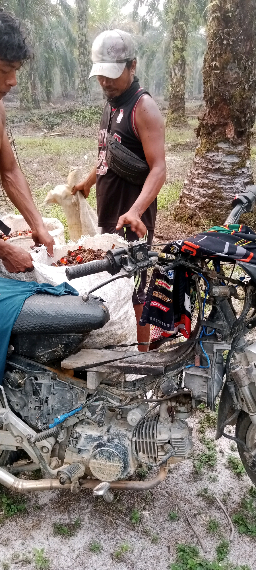 In a rural outdoor setting, possibly a palm oil plantation in Indonesia, two individuals are engaged in handling sacks of what appears to be palm oil fruit or byproducts. One person, wearing a black tank top with red trim and a baseball cap, is holding a white sack. The other person, whose left arm is visible from the shoulder, is reaching into another white sack filled with palm fruit. In the foreground, a dirt-covered motorcycle is parked, with its engine and handlebars clearly visible. The motorcycle has a black seat and various attachments and accessories, including a black waist bag worn by the person in the tank top. The environment is characterized by sandy ground, sparse vegetation, and tall palm trees in the background. The lighting suggests daytime.