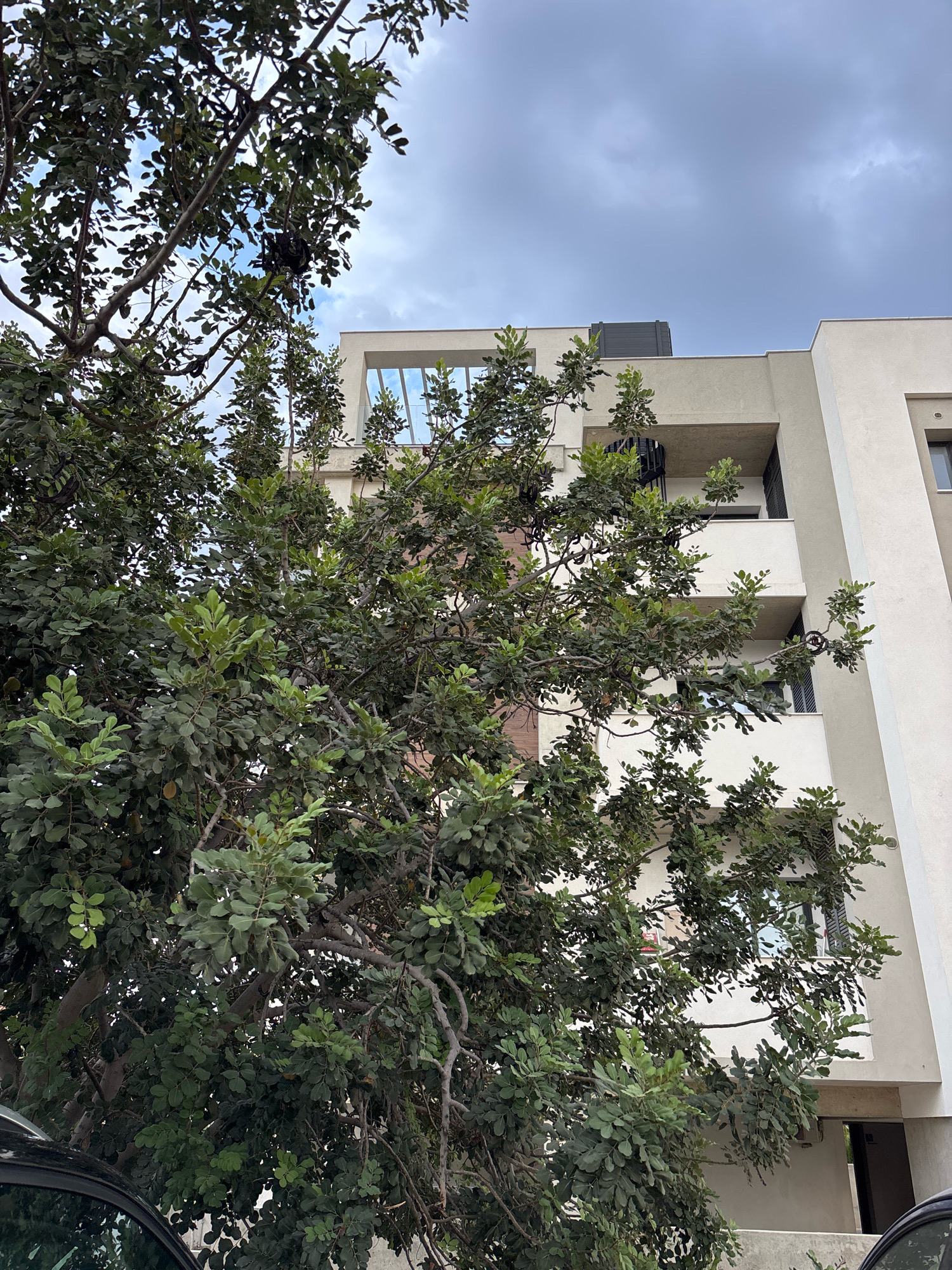 The image depicts a modern building with balconies, partially obscured by a large, leafy tree in the foreground. The building has a light-colored facade and appears to be residential. The sky above is partly cloudy. A car is partially visible in the bottom left corner. The scene is located in the Agios Athanasios Municipality, Cyprus. There are no people visible in the image.