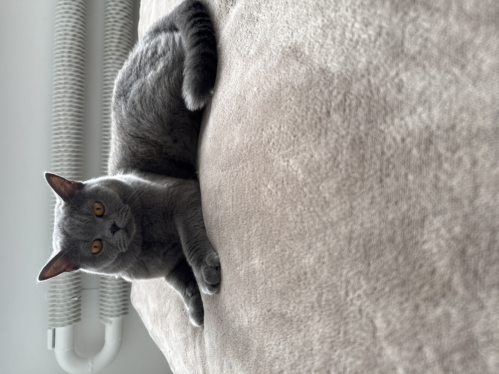 A gray cat with orange eyes is nestled on a textured, light gray blanket. The cat is positioned vertically in the frame, with its head looking directly at the camera, and its body extended downwards along the side of the blanket. Its tail is curled upwards behind its back. To the left of the cat, partially visible, is a white radiator with horizontal ridges. The background is a plain white wall, suggesting an indoor setting. The lighting indicates it is daytime, possibly near a window, as evidenced by the soft shadows and highlights on the blanket and the cat's fur. The cat appears alert and curious. There is no visible text in the image. The location context is Zielona Góra, Poland.