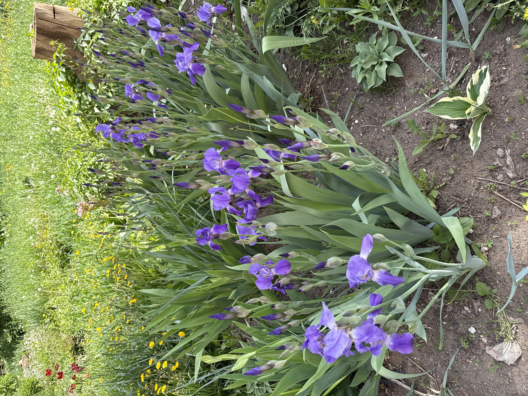 The image presents a ground-level view of a flowerbed or garden area. A row of purple irises, some in full bloom and others still budding, dominates the scene. Their green, sword-like leaves provide a contrasting backdrop. The earth around the irises is bare, with a few scattered weeds and small plants. Adjacent to the irises is a patch of grass and other flowering plants, including yellow dandelions and small red flowers. A wooden stump or log sits at the edge of the garden.
Without additional information, the specific location in Votkinsk, Russia, cannot be determined.
