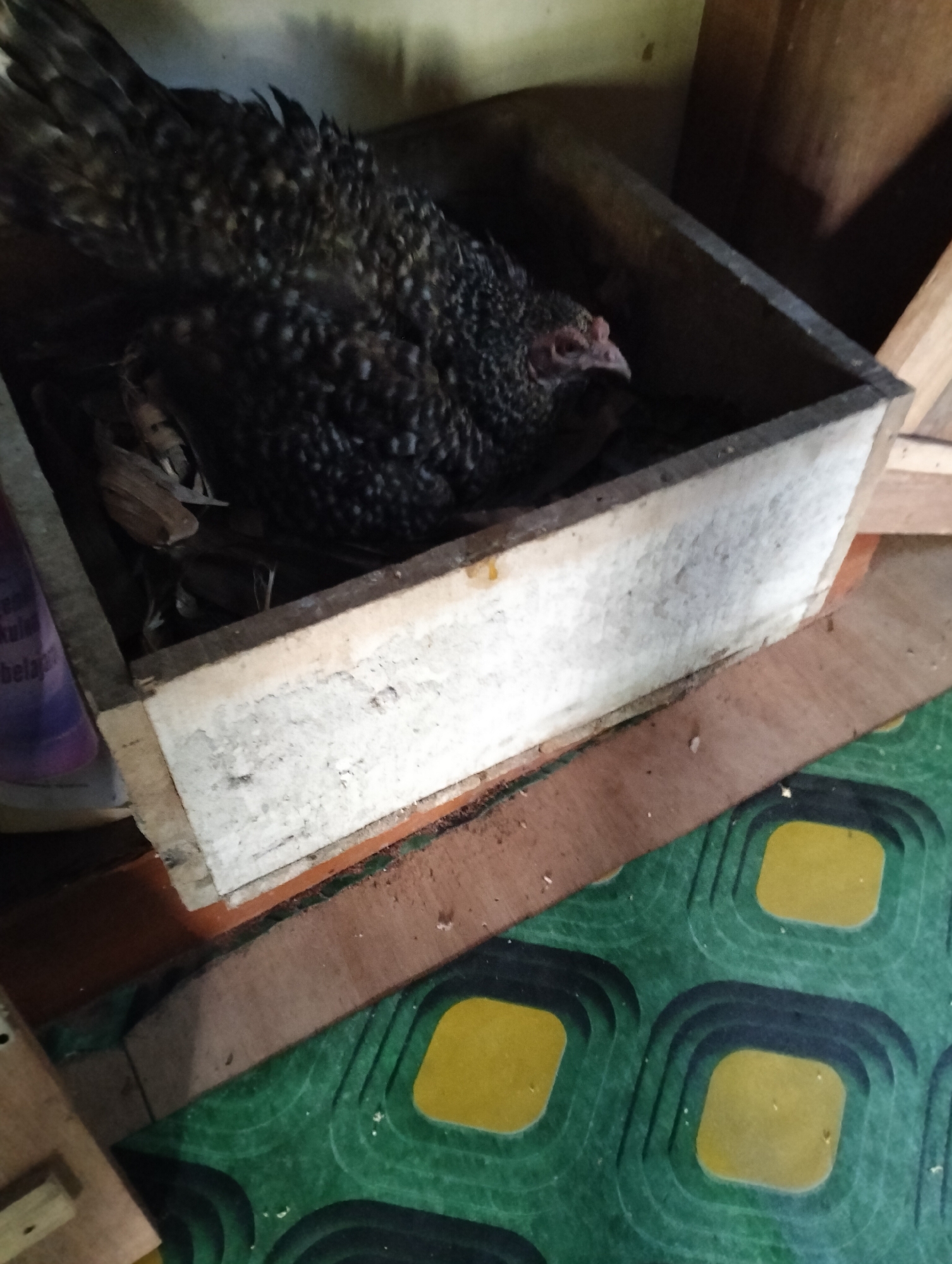 A hen is sitting in a wooden box filled with dry leaves and straw. The hen is dark brown and black with white speckles. Its head is visible, and it appears to be looking to the right. The wooden box is rough and unfinished, with some dirt and debris on its surfaces. Behind the box, there are wooden planks and a green mat with yellow squares. The image is taken from a slightly elevated angle, looking down into the box. The scene appears to be an indoor setting, possibly a coop or a sheltered area.