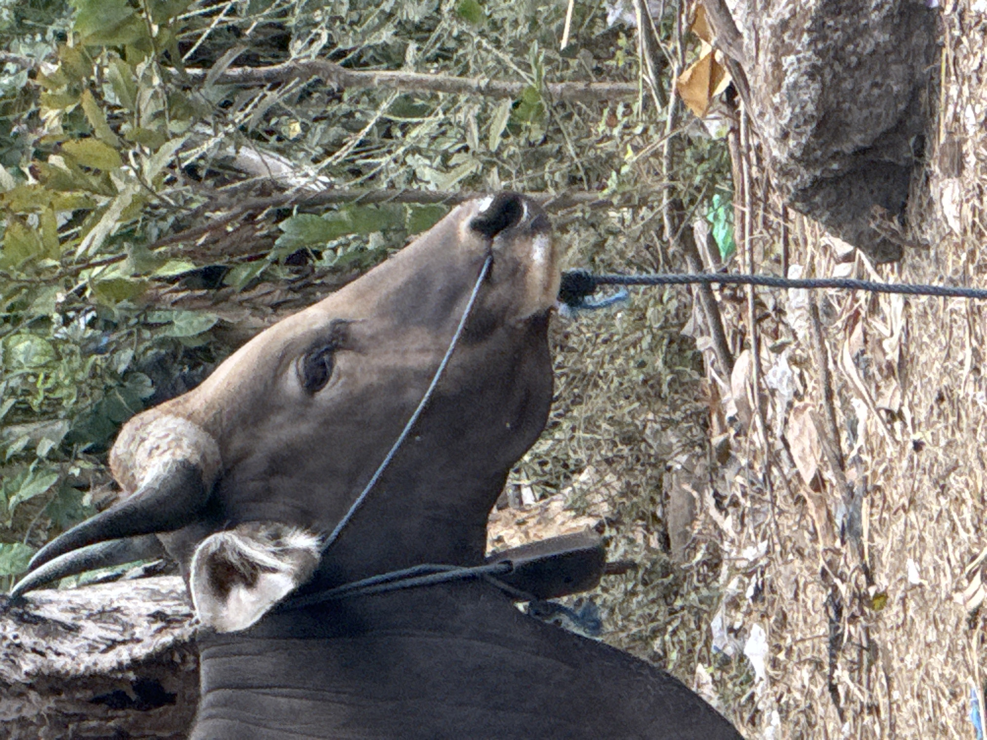 The image shows a close-up, profile view of a dark-colored bull, possibly a domesticated species like a Banteng, standing in an outdoor environment. The bull has large, curved horns and prominent ears. A blue rope is visible around its neck, with a darker object, possibly a bell or tag, attached. The bull's body is dark brown to black. The background consists of dense foliage, trees, and dry ground covered with leaves, branches, and some debris, suggesting a natural or semi-natural setting. The lighting indicates it is daytime. Based on the provided information, this scene is located in Kuta, Indonesia.