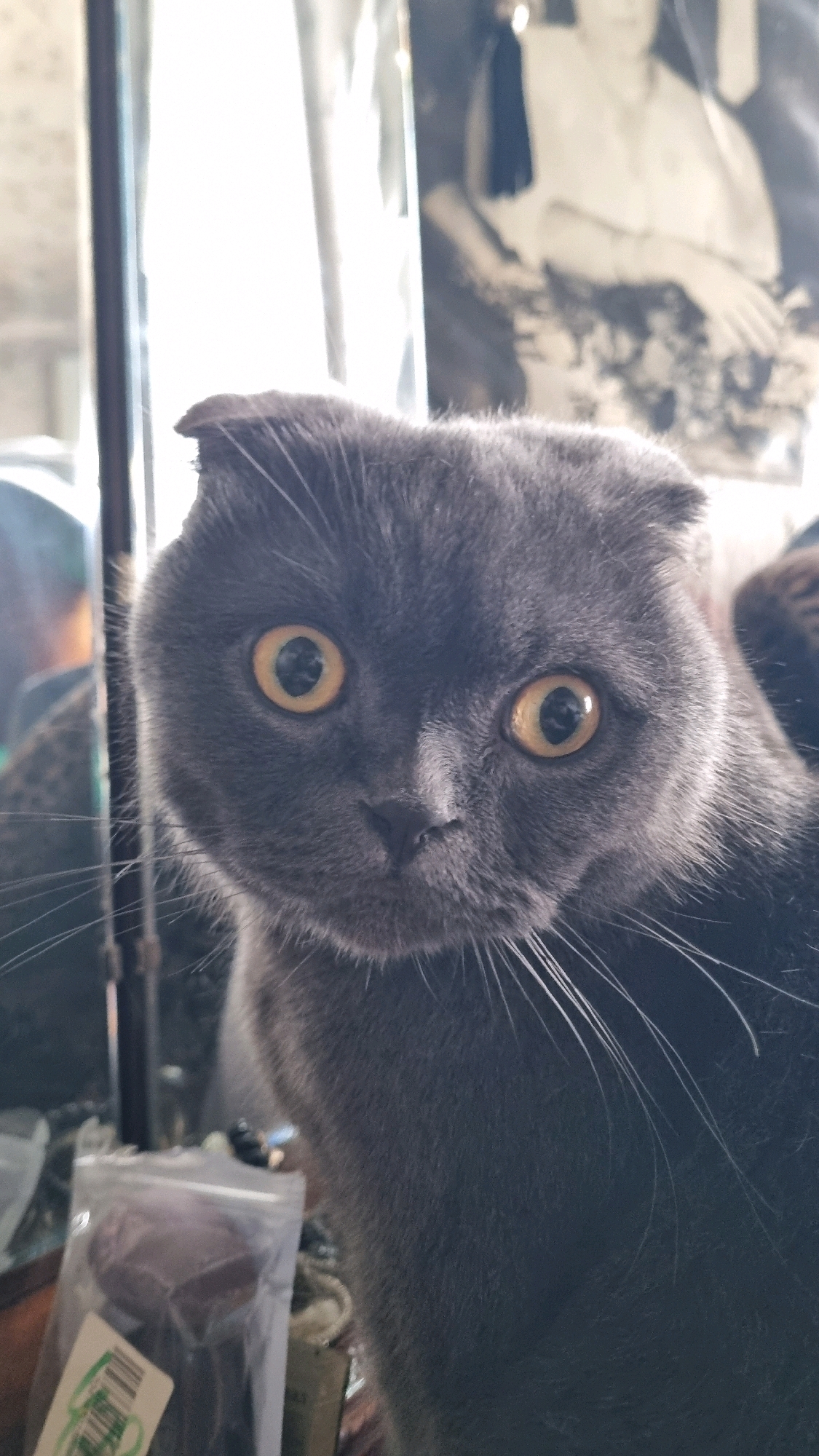 A close-up, eye-level, medium shot features a grey Scottish Fold cat in the foreground, its head filling most of the frame. The cat has large, round, yellow eyes with dark pupils, and its characteristic folded ears are visible. Its whiskers are prominent and spread wide. The background is out of focus and appears to be an indoor setting with a bright, diffused light source coming from the left. To the right of the cat, a blurry, vintage-style photograph of a person is visible. In the lower left corner of the image, a clear plastic bag containing a dark-colored object, possibly a treat, and a label with green text are visible. The scene is indoors, and the setting cannot be determined to be Vysokoe, Russia.