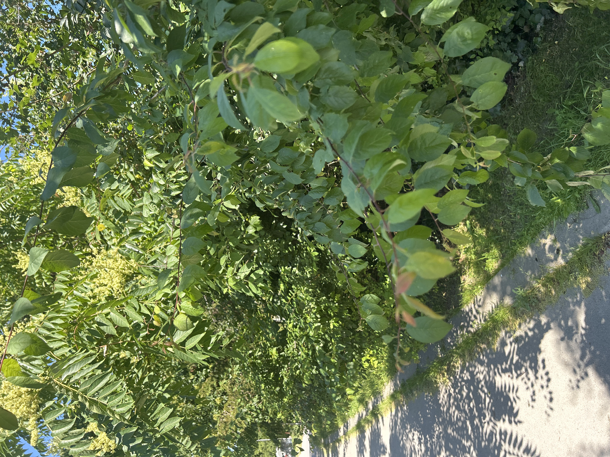 The image depicts a dense canopy of green foliage from trees and bushes. The leaves are a vibrant green, with some appearing lighter and more yellow-green, hinting at potential flowering or new growth. Some of the foliage is closer to the viewer, with visible branches and individual leaves, while other areas recede into a denser, less defined mass of green. Sunlight filters through the leaves, creating dappled light and casting shadows.
To the right of the foliage, a paved pathway is visible. The pathway is a light gray concrete or asphalt surface. Along the edge of the pathway and interspersed within the vegetation, patches of green grass are present. The shadows of the leaves are cast across the pathway, indicating a sunny day with the sun positioned to the side of the trees.
The overall scene suggests an outdoor setting, likely a park, garden, or a street lined with trees. The lighting suggests it is daytime, and the bright green of the leaves implies warm weather, likely spring or summer. There are no people or specific objects visible, focusing solely on the natural elements of the plants and the pathway. No text is discernible in the image.