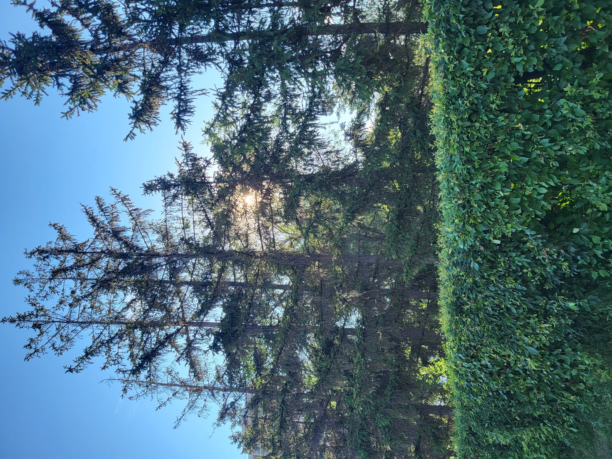 The image depicts a densely manicured green hedge in the foreground, with a row of tall evergreen trees behind it. The sun is partially visible, shining through the branches of the trees, creating a dappled light effect. The sky above is clear and blue. The setting appears to be a park or a residential area in Petropavl, Kazakhstan, likely during daytime. There are no people visible in the image.