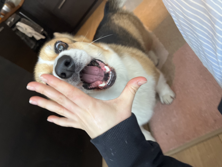 The scene is an indoor environment in Obermoschel, Germany. A close-up, high-angle view captures a human left hand positioned in the foreground, palm facing forward, directly in front of the face of a tricolor Pembroke Welsh Corgi. The hand, exhibiting light skin tone and visible fingernails, emerges from a dark long-sleeved garment. The Corgi, with tan, white, and dark brown/black fur patterns, has its mouth wide open, revealing its tongue and teeth. Its eyes are wide and directed towards the hand. In the background, dark wooden cabinetry or furniture is visible. The Corgi is situated on a light brown or pink rectangular mat, which rests on a lighter-colored floor. A portion of a striped fabric, light blue and white, is visible in the lower right foreground, suggesting another object or part of the environment.