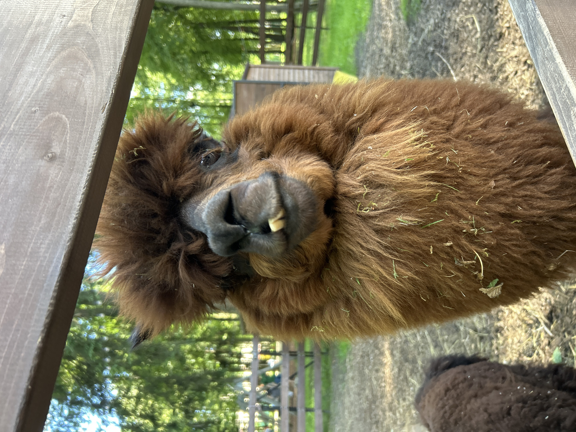 An alpaca with shaggy brown fur and exposed lower teeth is looking at the camera from behind a wooden fence in Lapshinka, Russia. The alpaca's face is the primary focus, with its dark eyes and nostrils visible. The background consists of a grassy area with trees and a wooden fence, suggesting an outdoor enclosure or farm. Another dark-colored animal, possibly a younger alpaca or llama, is partially visible to the left of the frame. The overall scene appears to be taken during daylight.