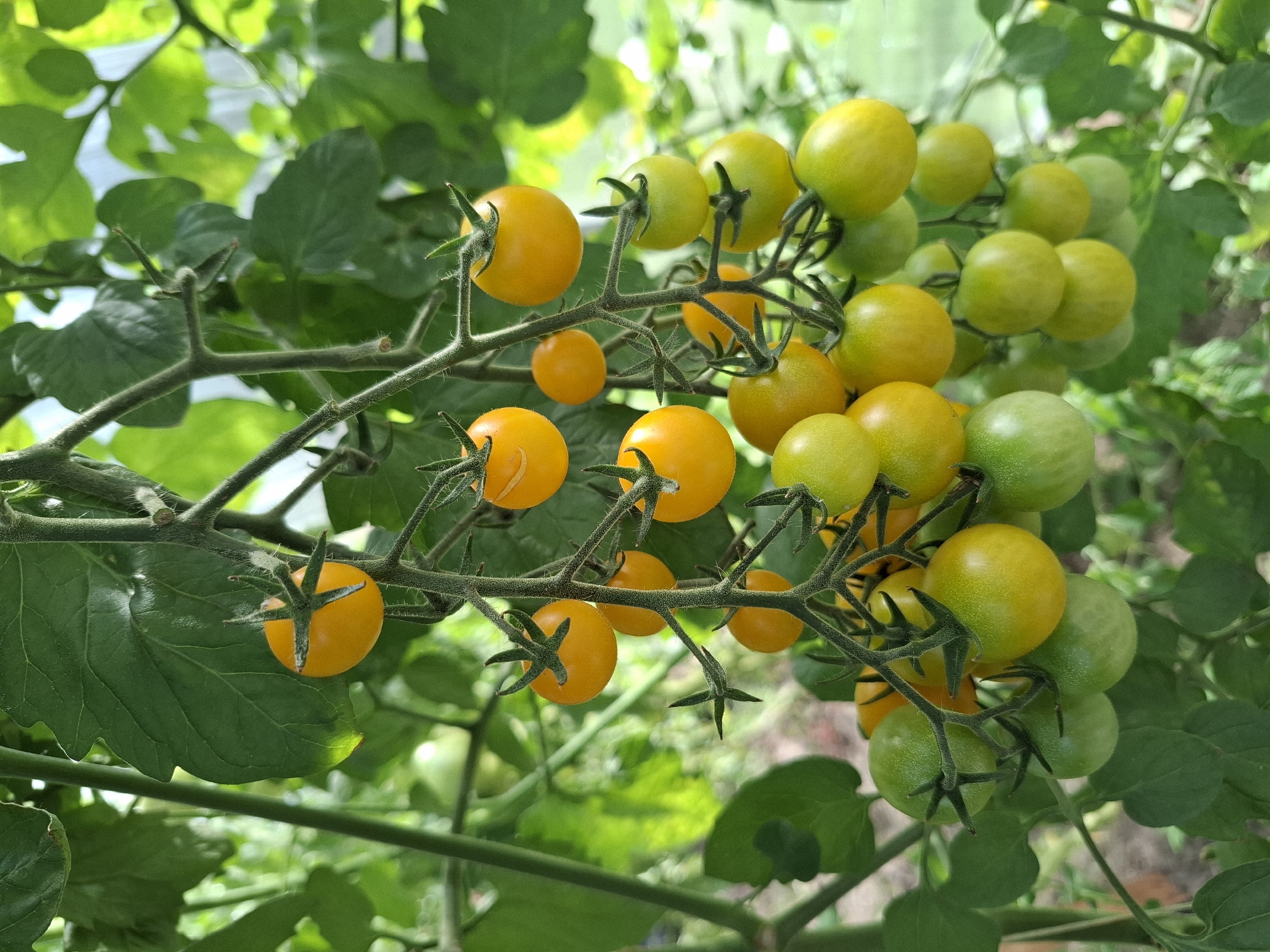 A cluster of ripe yellow cherry tomatoes hangs from a vine in a greenhouse. The tomatoes are small and round, with a bright yellow-orange color. They are attached to thin, green stems, and some of the tomatoes still have their green calyxes. The background is blurred, but it appears to be more greenery and the transparent roof of a greenhouse. The lighting is bright, suggesting it is daytime. The image is a close-up shot, focusing on the detail of the tomatoes.