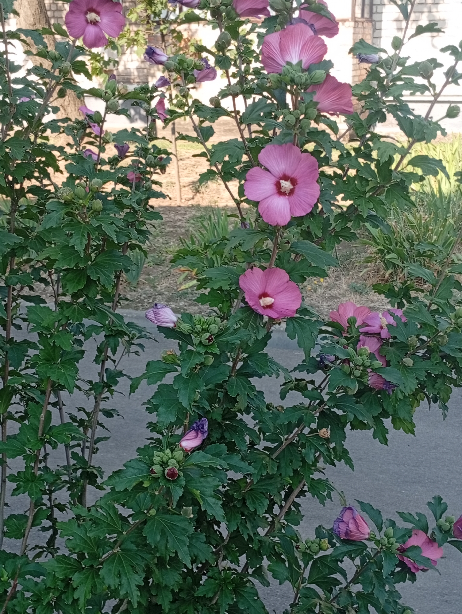 The image shows a close-up view of a flowering hibiscus bush with several pink and purple blooms and buds. The bush is in the foreground, with lush green leaves and branches. Some of the flowers are fully open, displaying their petals and stamen, while others are still in bud form or partially open. The background is softly blurred, showing a paved surface that appears to be a sidewalk or road, and a grassy area with some dry vegetation. The setting suggests an outdoor urban environment. There are no people or animals visible in the image. The lighting indicates it is daytime. The photograph was taken in Pokrov, Ukraine.