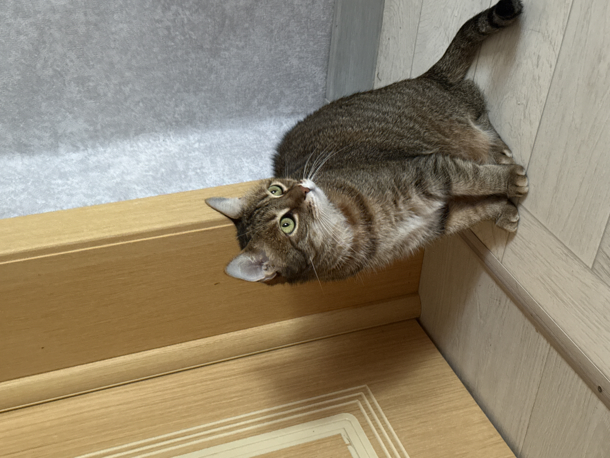 A tabby cat with green eyes is sitting on a light-colored wooden floor next to a light brown wooden door. The cat is looking to the right, with its body angled towards the viewer. The wall behind the cat is gray and textured. The scene is indoors, likely in a residential setting. There is no indication of the specific location being in Abinsk, Russia.