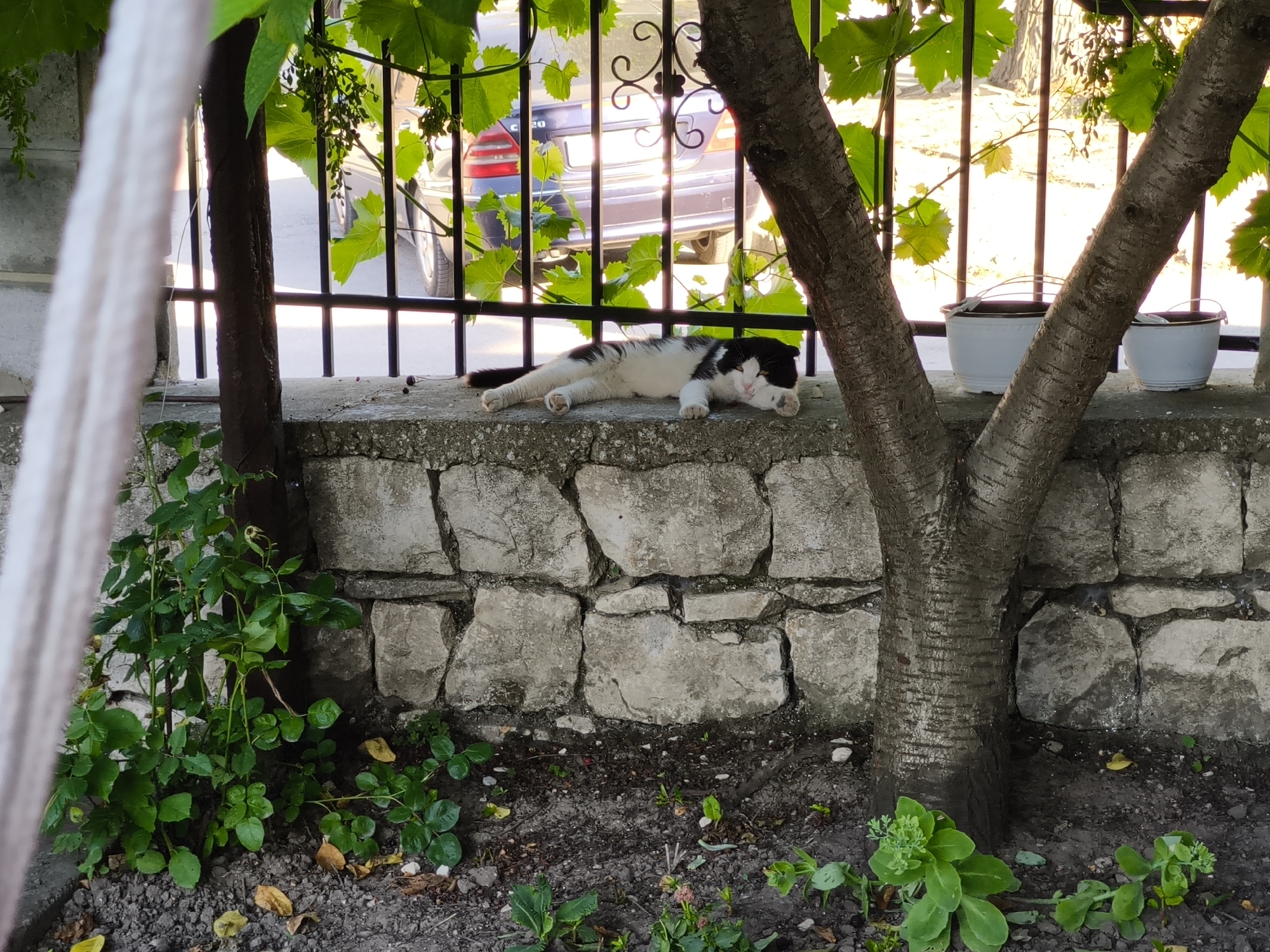 A black and white cat is lying on a stone wall in an outdoor setting. The cat is stretched out on its side, with its head resting on its paws and its eyes closed, appearing to be asleep or very relaxed. The wall is made of rough, uneven gray stones. Behind the wall, a dark metal fence is visible, with green leaves of a vine growing over it. Beyond the fence, a parked car is partially visible, with its rear lights showing. There are also two white pots with brown rims on the wall, behind the cat. To the left of the wall, there is lush green foliage. To the right, the trunk of a tree with textured bark is prominent. The ground in front of the wall is covered with dark soil and scattered leaves. The lighting suggests it is daytime, possibly late afternoon, with sunlight filtering through the leaves and casting shadows. The scene appears to be in a garden or yard. There is no visible text in the image.