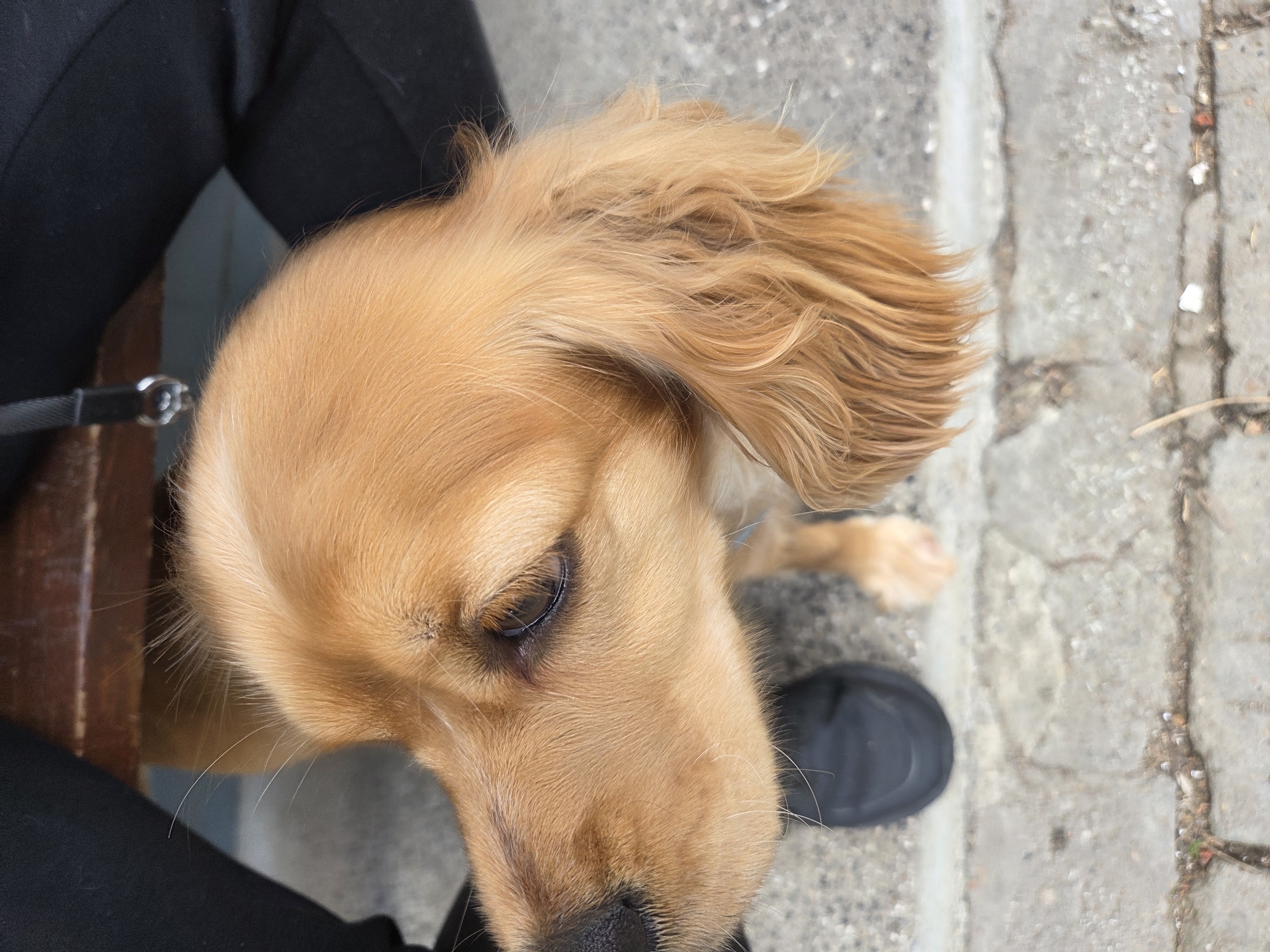 A light reddish-brown, medium-sized dog, possibly a Cocker Spaniel, is depicted in a close-up, high-angle shot, focusing on its head and upper body. The dog's head is turned to the left, with its right eye and long, wavy ear visible. Its fur is dense and wavy, particularly on the ears and chest area. Whiskers are present on its muzzle. In the background, partially obscured by the dog, a person's lower legs are visible, clad in black trousers and a black shoe on the left foot. A black leash with a silver metal clip is seen descending from the top of the frame, positioned between the dog and the person's legs, suggesting the dog is leashed. A dark brown, wooden surface, likely a bench, is partially visible behind the person's legs. The ground beneath the subjects consists of gray concrete paving stones, exhibiting cracks and some scattered small stones or debris. The precise location within Pleven, Bulgaria, cannot be determined from the visual information provided in the image.