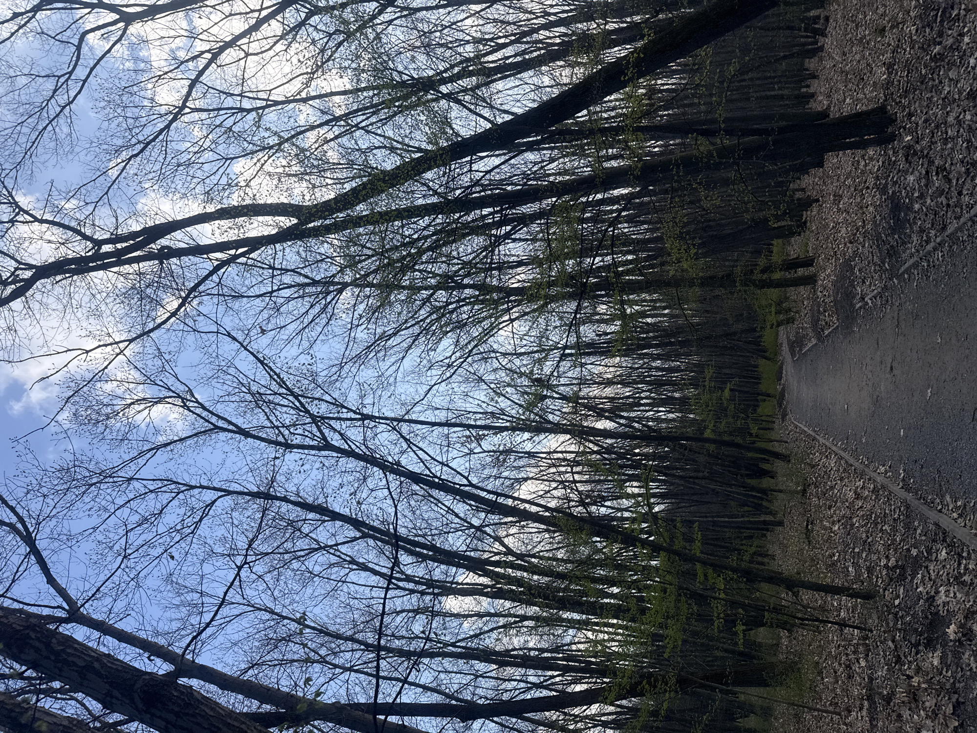 The image depicts a pathway through a forest or park in Sofia, Bulgaria. Tall, leafless trees line the path, their branches reaching toward a blue sky with scattered clouds. The path is flanked by ground covered in fallen leaves and some green foliage beginning to emerge, indicating early spring. The scene is quiet and natural, with no people visible.