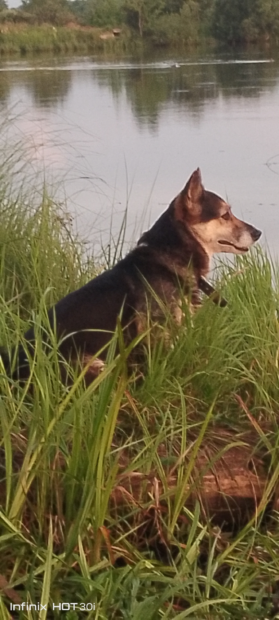 A medium shot captures a dog sitting among tall green grass near a body of water. The dog, facing to the right, has dark fur with lighter markings on its muzzle and ears. Its attention appears to be directed towards something in the distance across the water. The background shows a calm body of water with reflections of trees and the sky, suggesting an outdoor, natural environment. The scene is set on the outskirts of Kedrovy, Russia, likely near a river or lake, indicated by the presence of water and vegetation.
