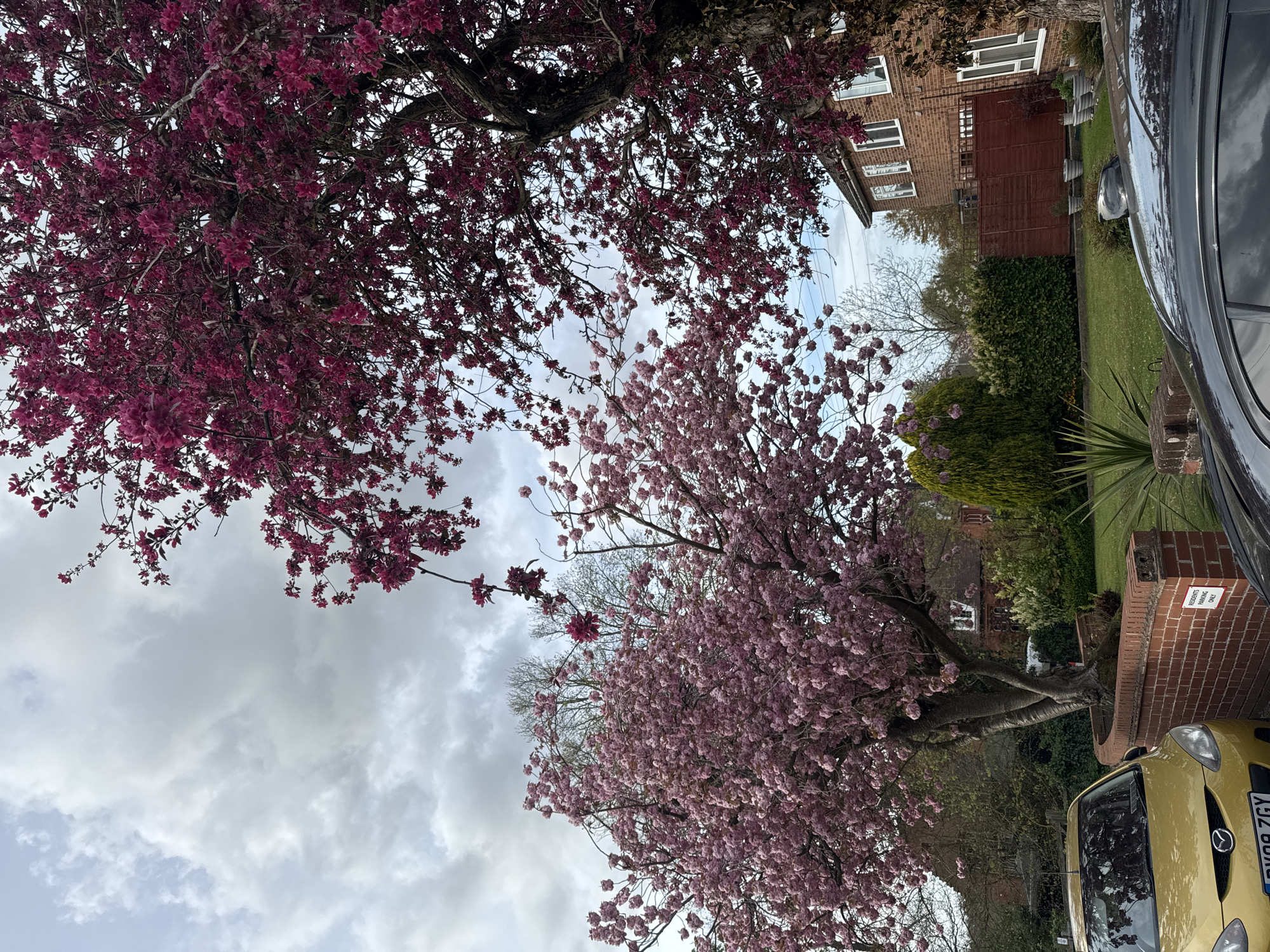 A vibrant spring scene captures a residential street or garden, characterized by two large trees in full bloom against a cloudy sky. The image is oriented vertically, showing the ground to the right and the sky to the left.
In the upper portion, a large tree displays dense clusters of deep magenta-pink blossoms, its branches reaching across the frame. Below and to the right of this, another tree is covered in delicate light pink blossoms, resembling cherry or plum trees. The sky is largely overcast with patches of lighter clouds visible between the branches.
Towards the middle and bottom right, a traditional brick house with white-framed windows is visible behind a well-maintained garden. The garden features green lawns, various shrubs, and a tall wooden fence or gate. A dark-colored car, possibly grey or black, is partially visible on the far right, reflecting the sky. In the bottom right corner, a yellow Mazda car is parked, with its license plate "DY08 ZGY" partially visible. Attached to a brick pillar or wall near the yellow car, a small white sign clearly states "RESIDENTS PARKING ONLY".
The setting appears to be a typical residential area, likely in the UK given the car registration and architectural style, during a bright but overcast spring day.