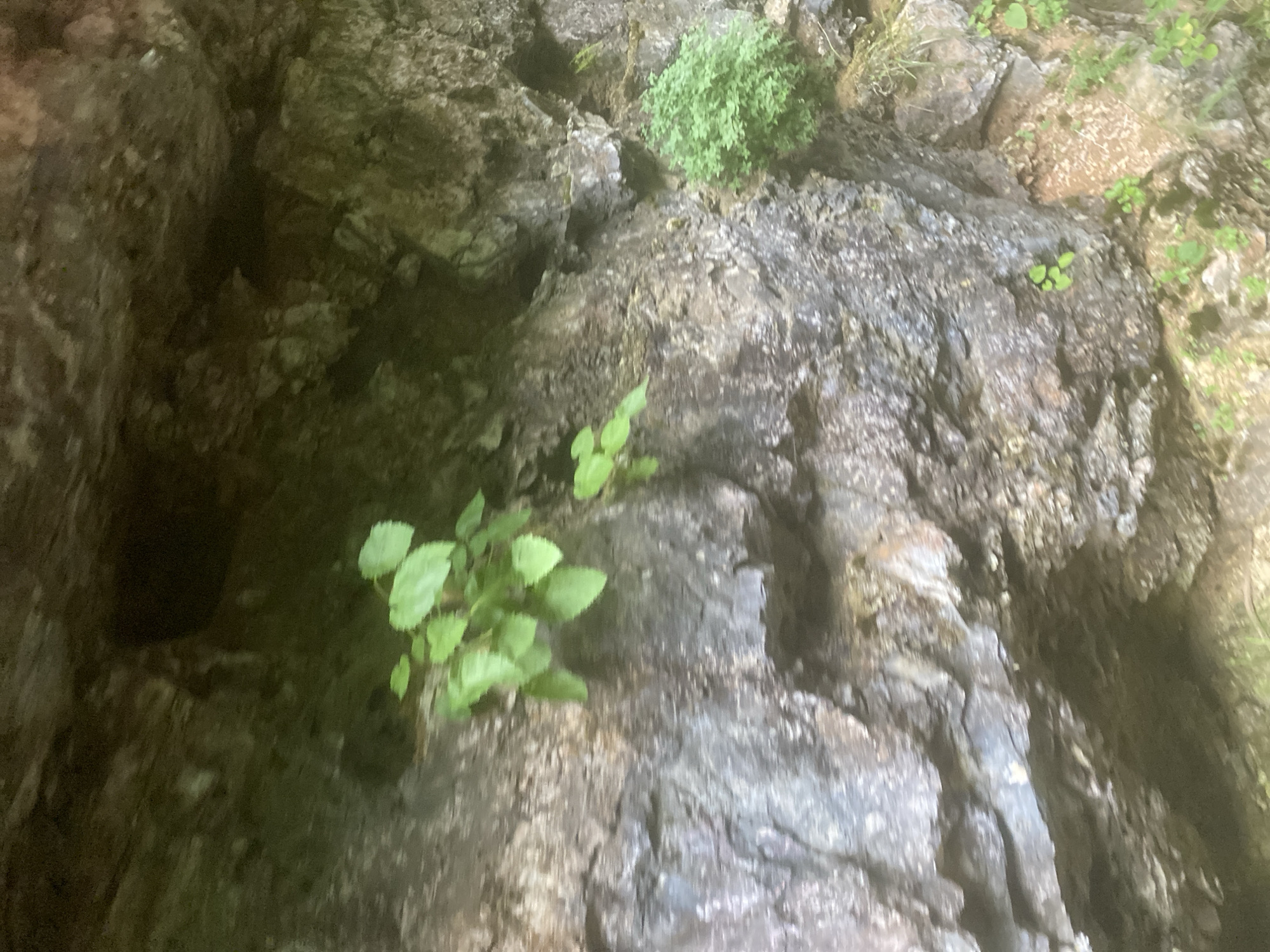 The image shows a rocky cliff face with several plants growing out of crevices. The rocks are dark gray and appear to be rough and weathered. There are patches of green moss and small green plants scattered across the surface. In the center of the image, a cluster of bright green leaves is visible, and to the right, a larger clump of dense green foliage is growing. The overall impression is of a natural, undisturbed environment. The location is identified as Guamka, Russia.