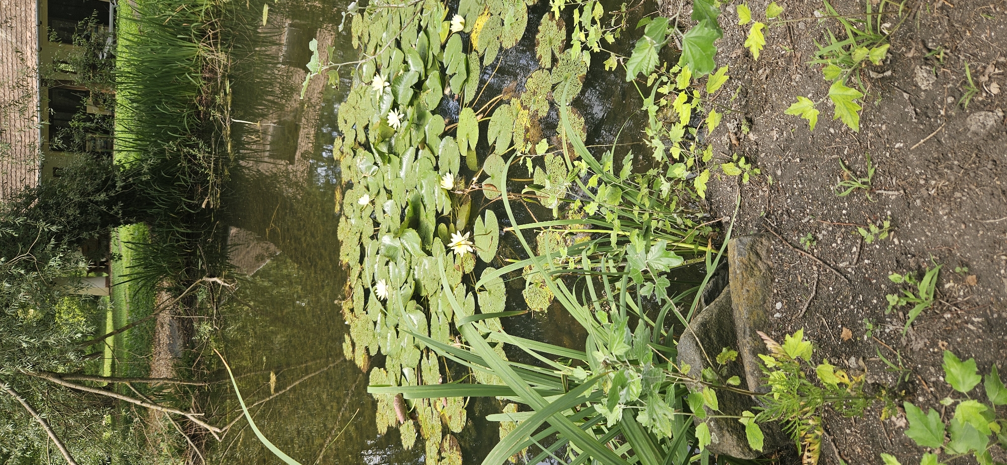 The image captures a serene pond filled with lily pads and white water lilies, situated in the city of Hévíz, Hungary. A weeping willow tree with its branches gracefully arching over the water dominates the left side of the frame, casting reflections on the pond's surface. In the background, a building with a tiled roof and white walls is partially visible through the foliage, suggesting a residential or public space adjacent to the pond. The foreground is a mix of soil and rocks, with various green plants growing along the pond's edge. The overall atmosphere is one of natural tranquility, with the reflections of the tree and building adding depth to the scene.