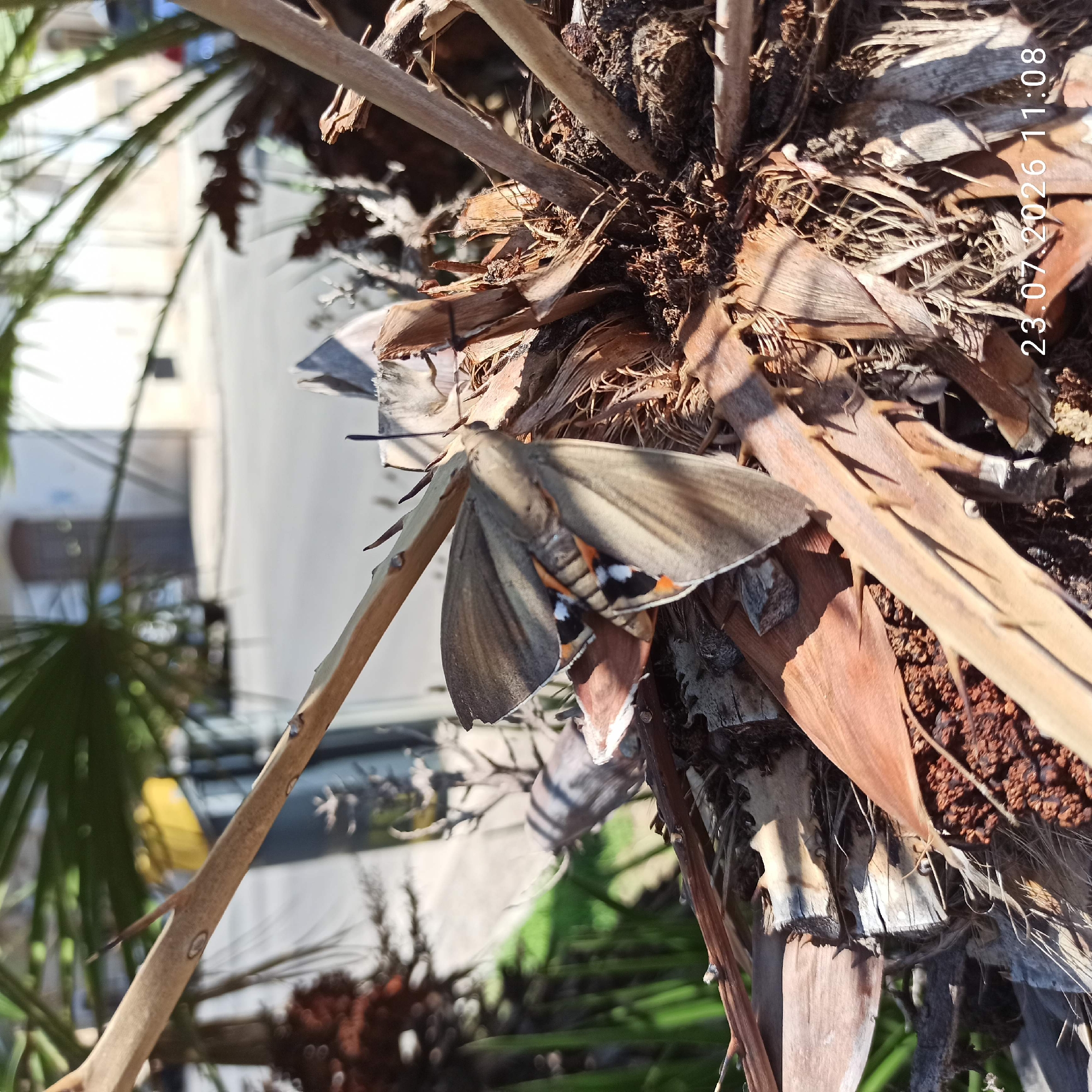 The image shows a moth resting on dried palm fronds. The moth has gray wings with colorful markings of orange, black, and white near the body. It is positioned on a rough, textured surface of dried organic material, possibly part of a palm tree trunk. Several thin, dry branches extend around the moth. In the background, out of focus, is a street scene with buildings, a sidewalk, and some greenery. The time and date stamp on the bottom right corner reads "23.07.2026 11:08". This scene appears to be outdoors in a location with palm trees, potentially a public space or garden. Given the date stamp, this image was likely taken in Bitonto, Italy, a city known for its olive groves and historically significant architecture, and where palm trees are common in urban landscaping.